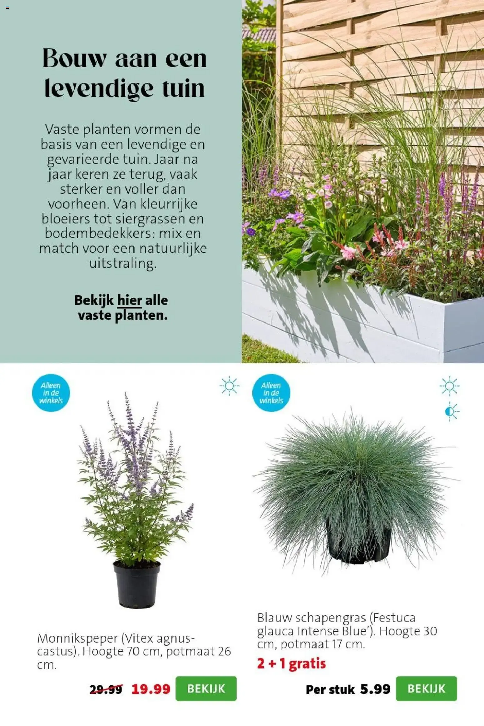 Intratuin Hitteproof - Blauw Schapengras van 13 juli tot 19 juli 2026 - Folder pagina 3