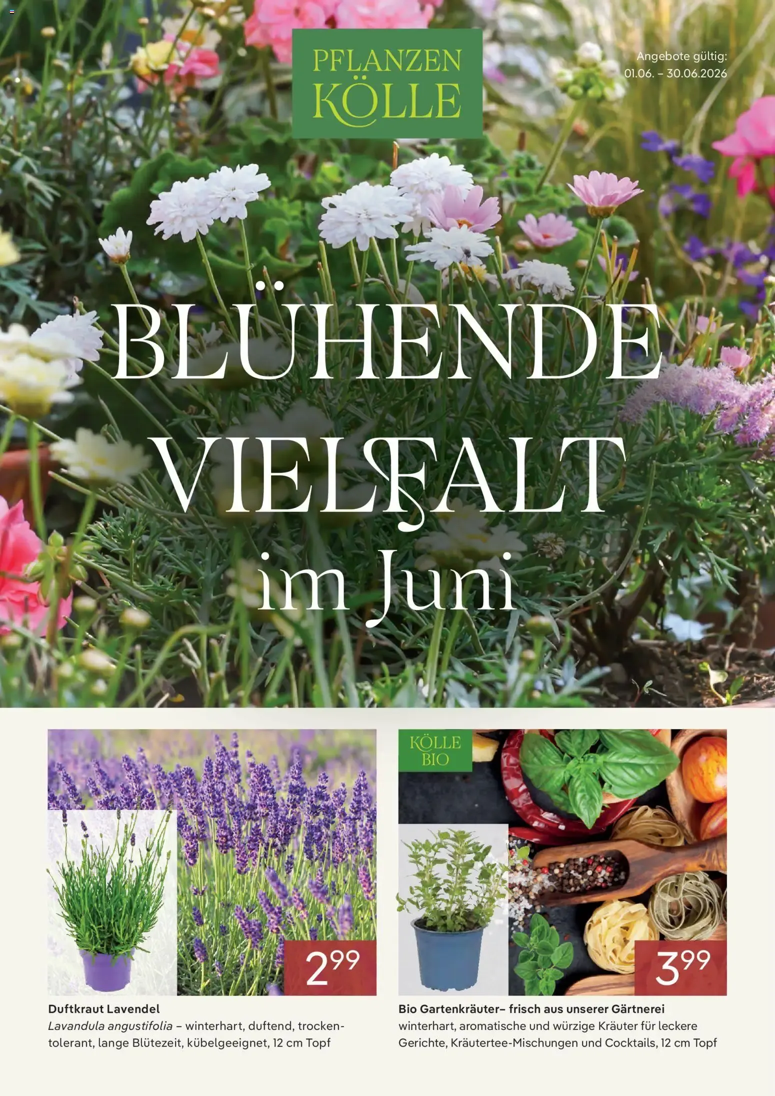 Blühende Vielfalt im Juni