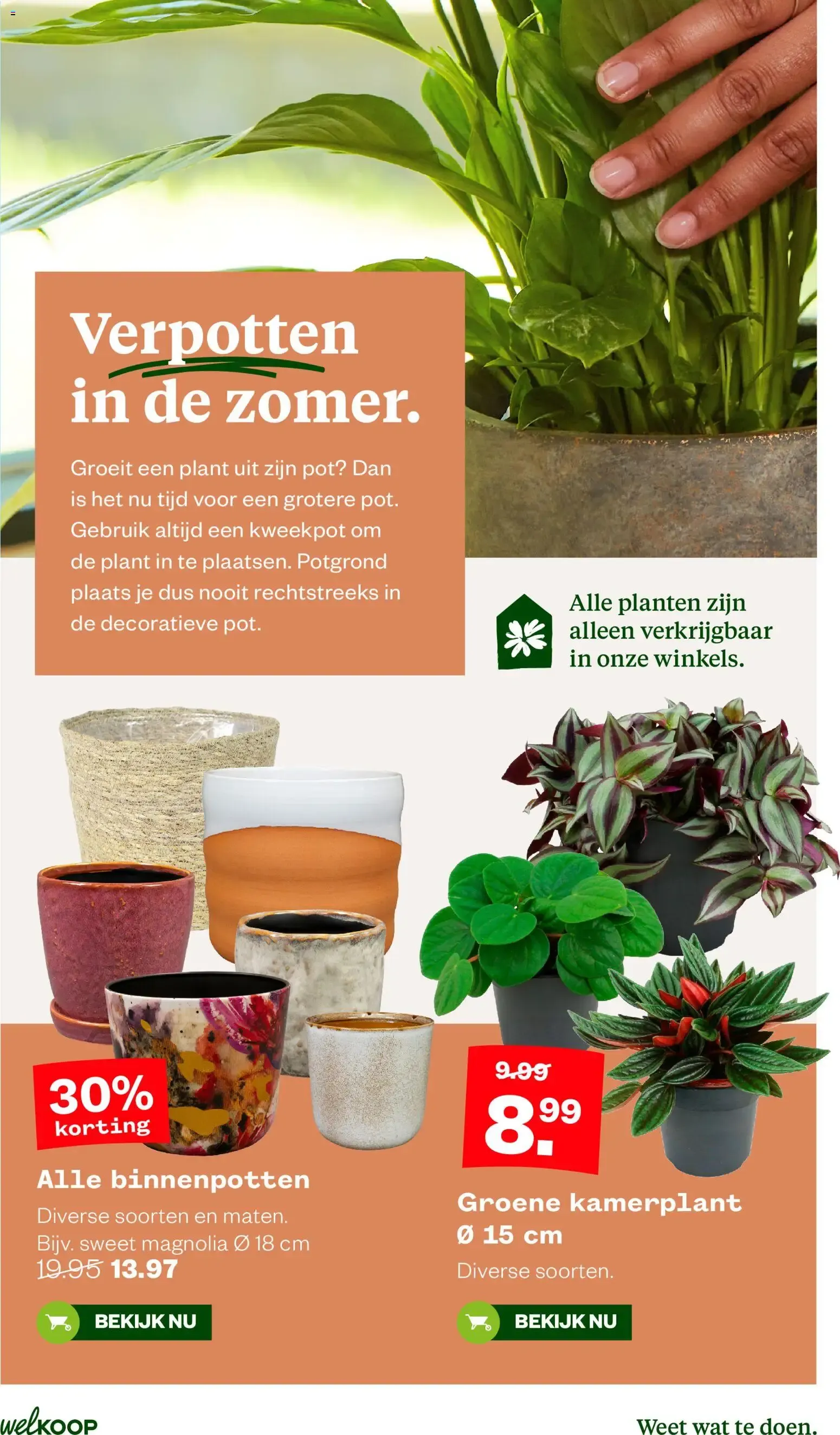Welkoop Pallet voordeel van 24 augustus tot 6 september 2026 - Folder pagina 16