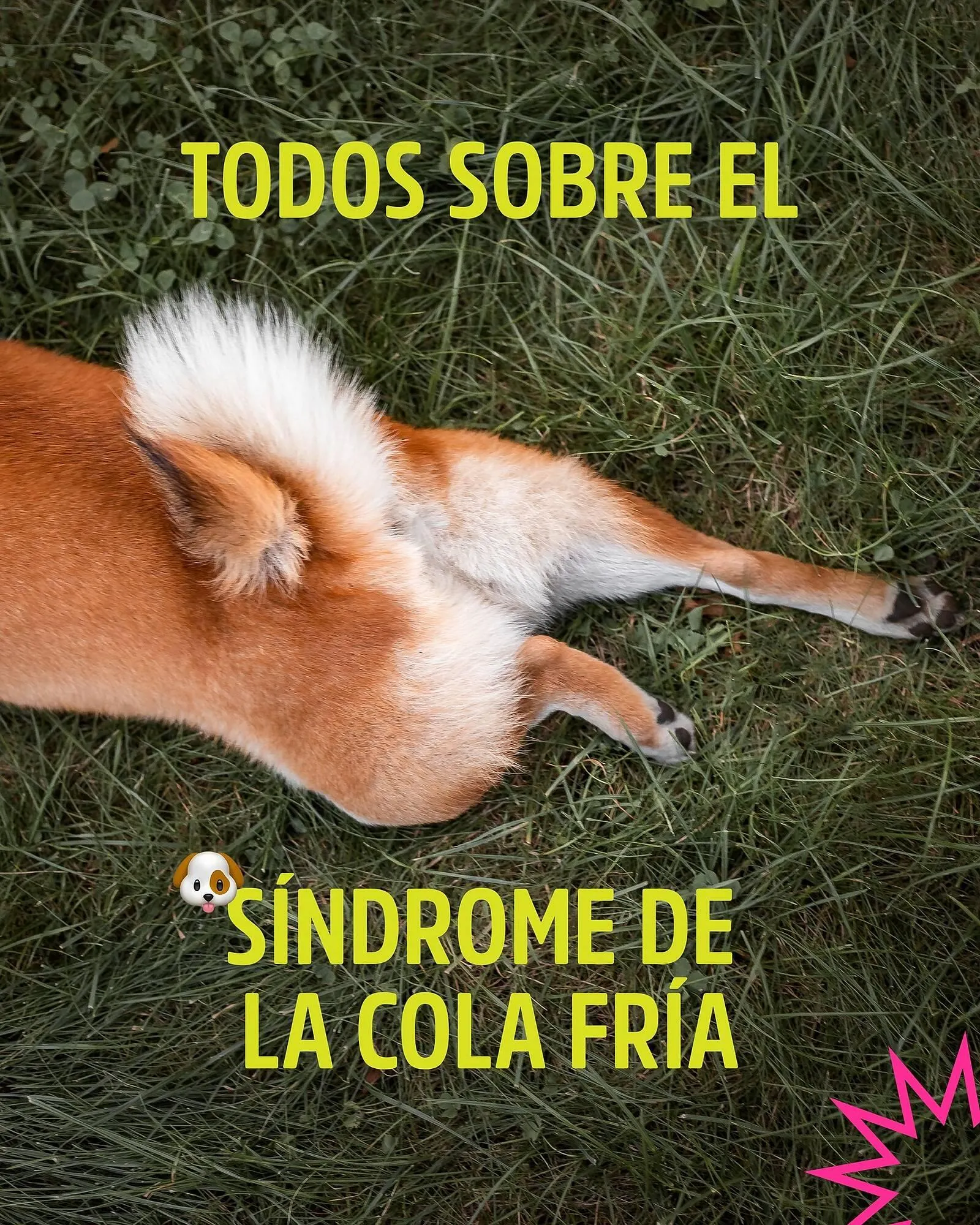 Ofertas de Catálogo Casper Pet Store 8 de mayo al 12 de mayo 2025 - Página 1 del catálogo