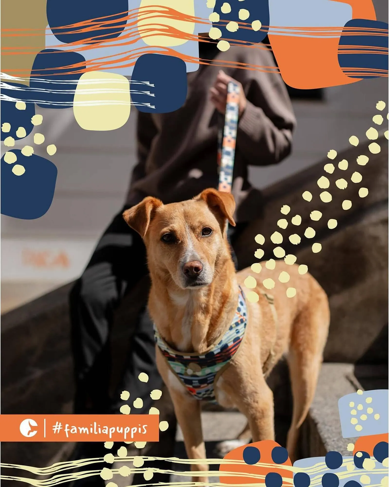 Ofertas de Catálogo Puppis 3 de diciembre al 9 de diciembre 2025 - Página 3 del catálogo