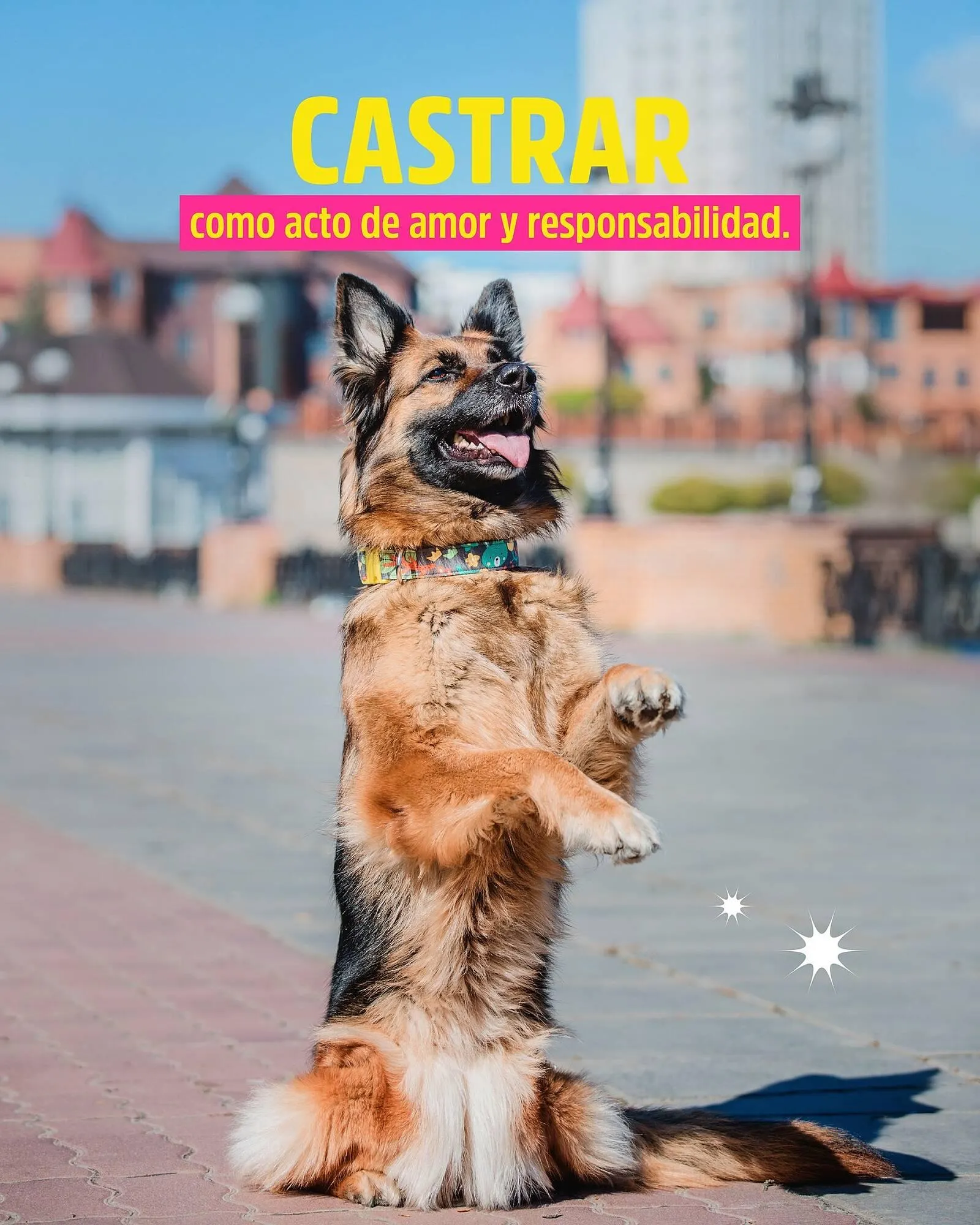 Ofertas de Catálogo Casper Pet Store 10 de marzo al 16 de marzo 2025 - Página 1 del catálogo