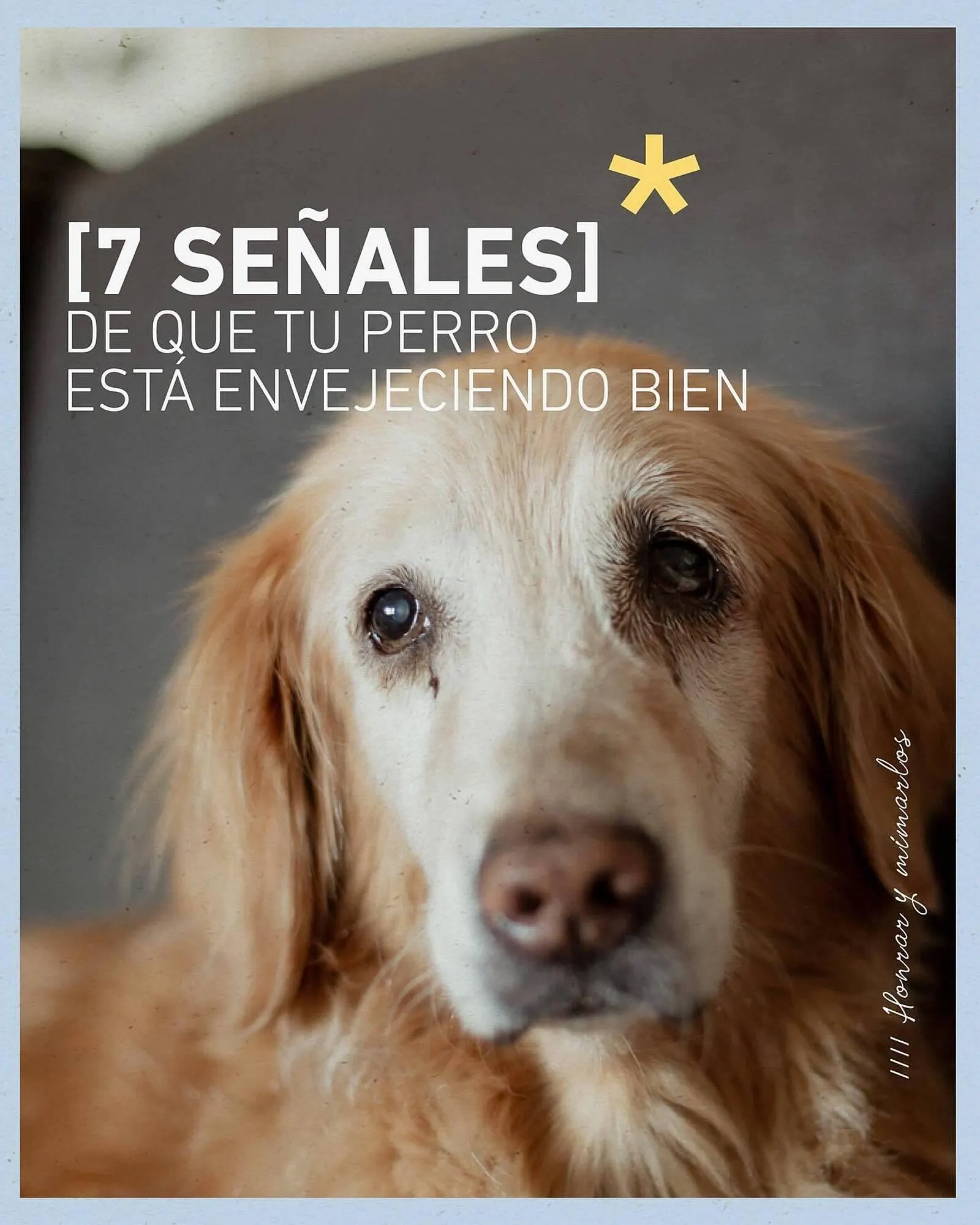 Catálogo Puppis - 1