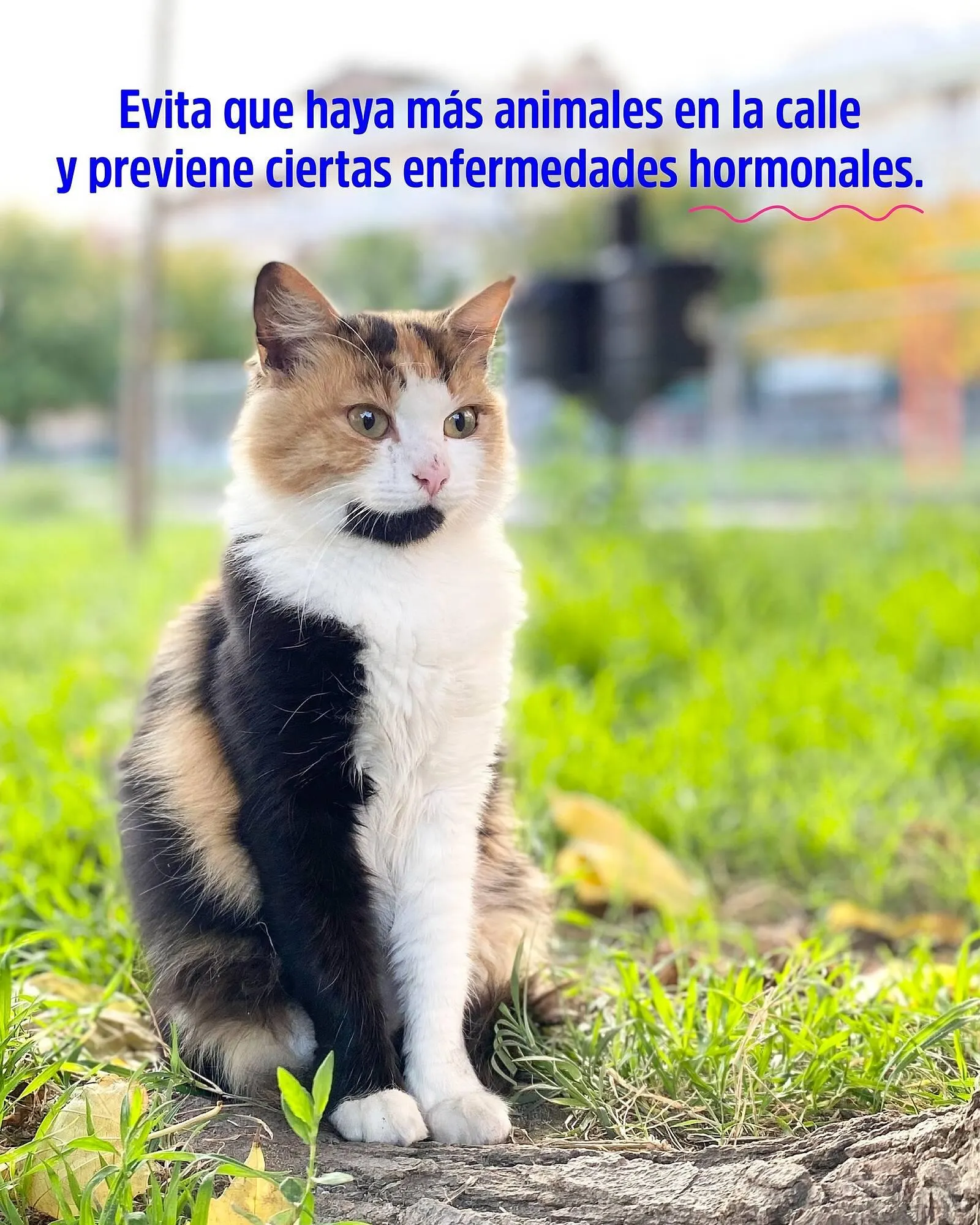 Ofertas de Catálogo Casper Pet Store 10 de marzo al 16 de marzo 2025 - Página 2 del catálogo