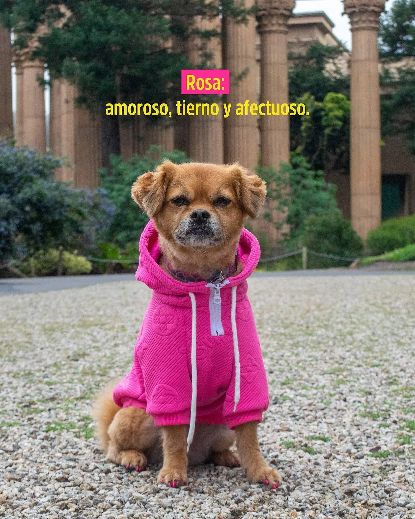 Ofertas de Catálogo Casper Pet Store 3 de abril al 5 de abril 2024 - Página 4 del catálogo