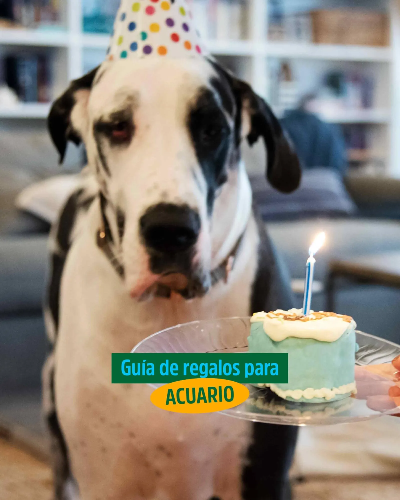 Catálogo Casper Pet Store - 1