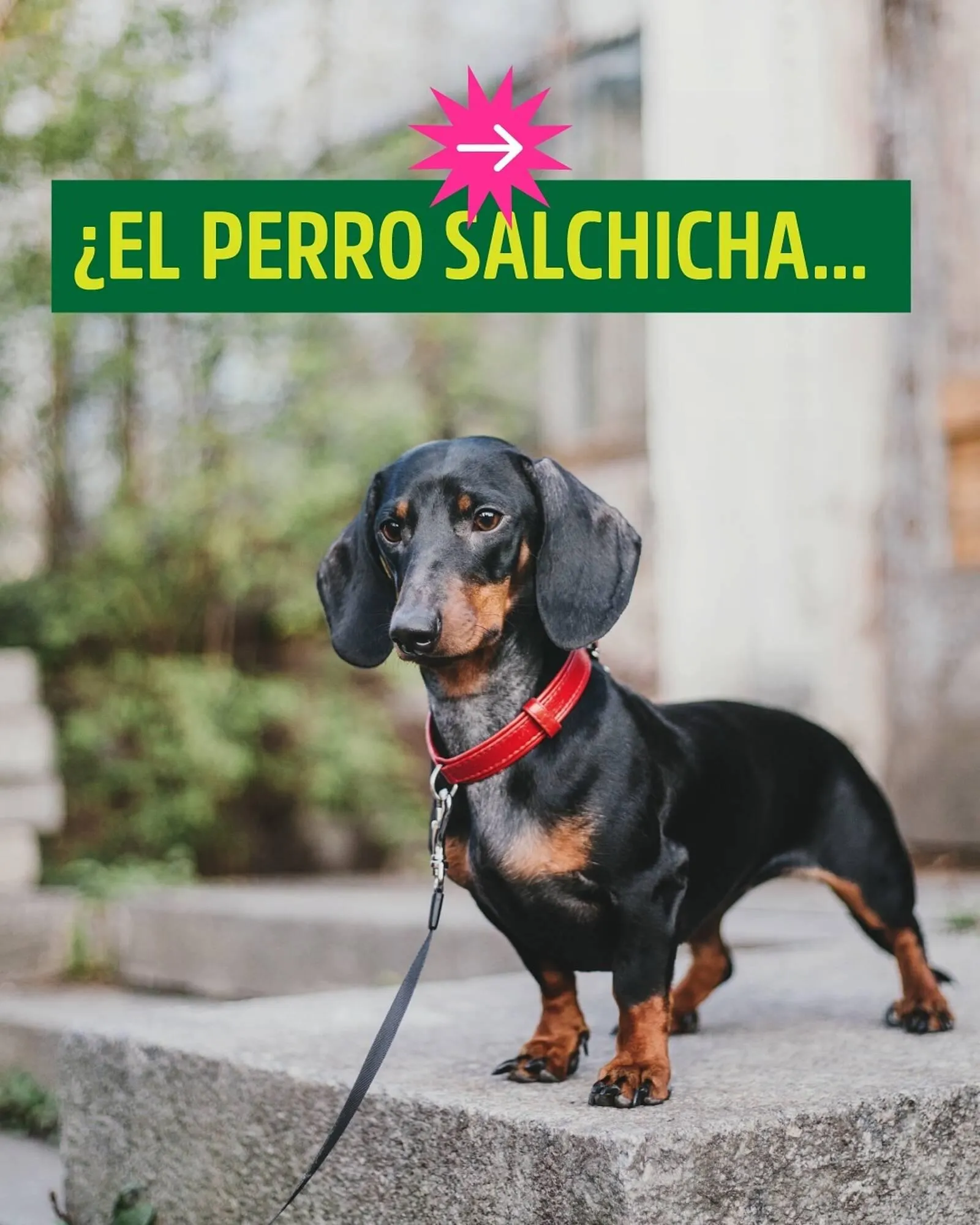 Ofertas de Catálogo Casper Pet Store 23 de junio al 29 de junio 2025 - Página 1 del catálogo