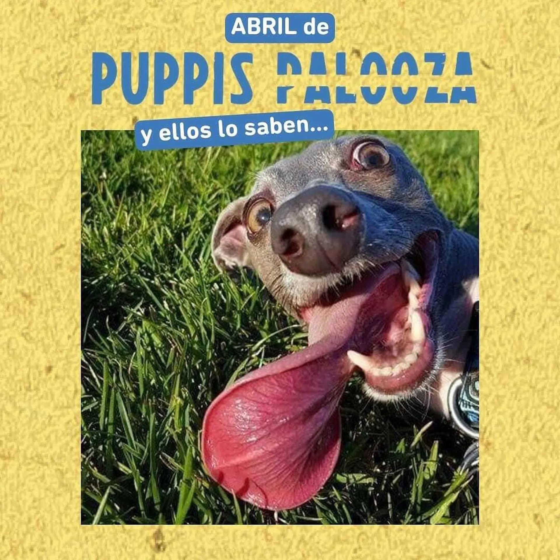 Catálogo Puppis - 1