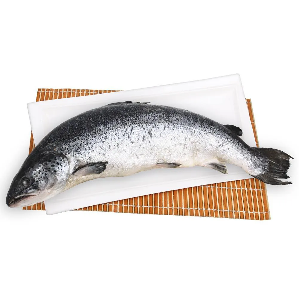 Salmon Rosado Entero Eviscerado Premium Congelado X Kg