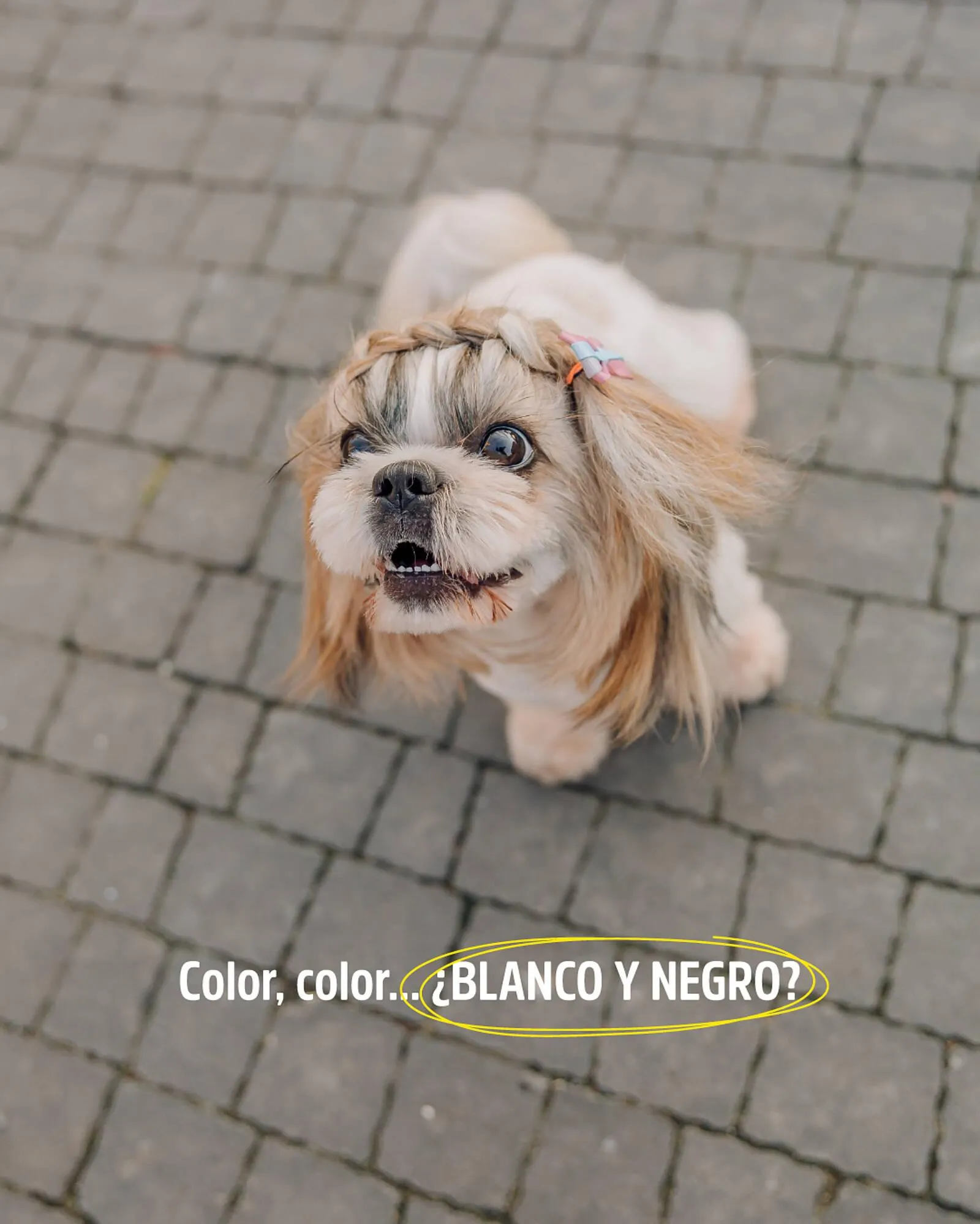 Ofertas de Catálogo Casper Pet Store 22 de junio al 26 de junio 2025 - Página 1 del catálogo