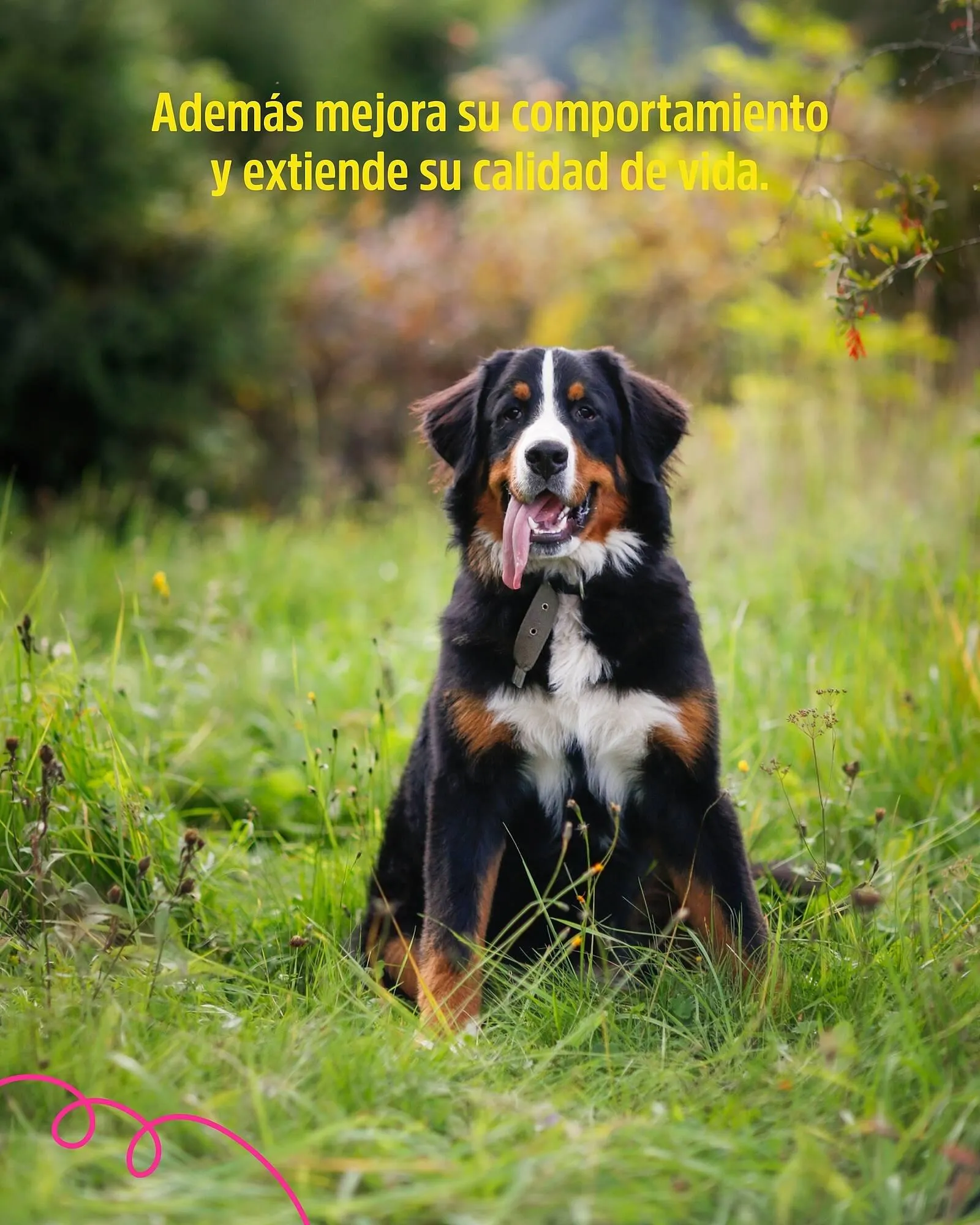 Ofertas de Catálogo Casper Pet Store 10 de marzo al 16 de marzo 2025 - Página 3 del catálogo