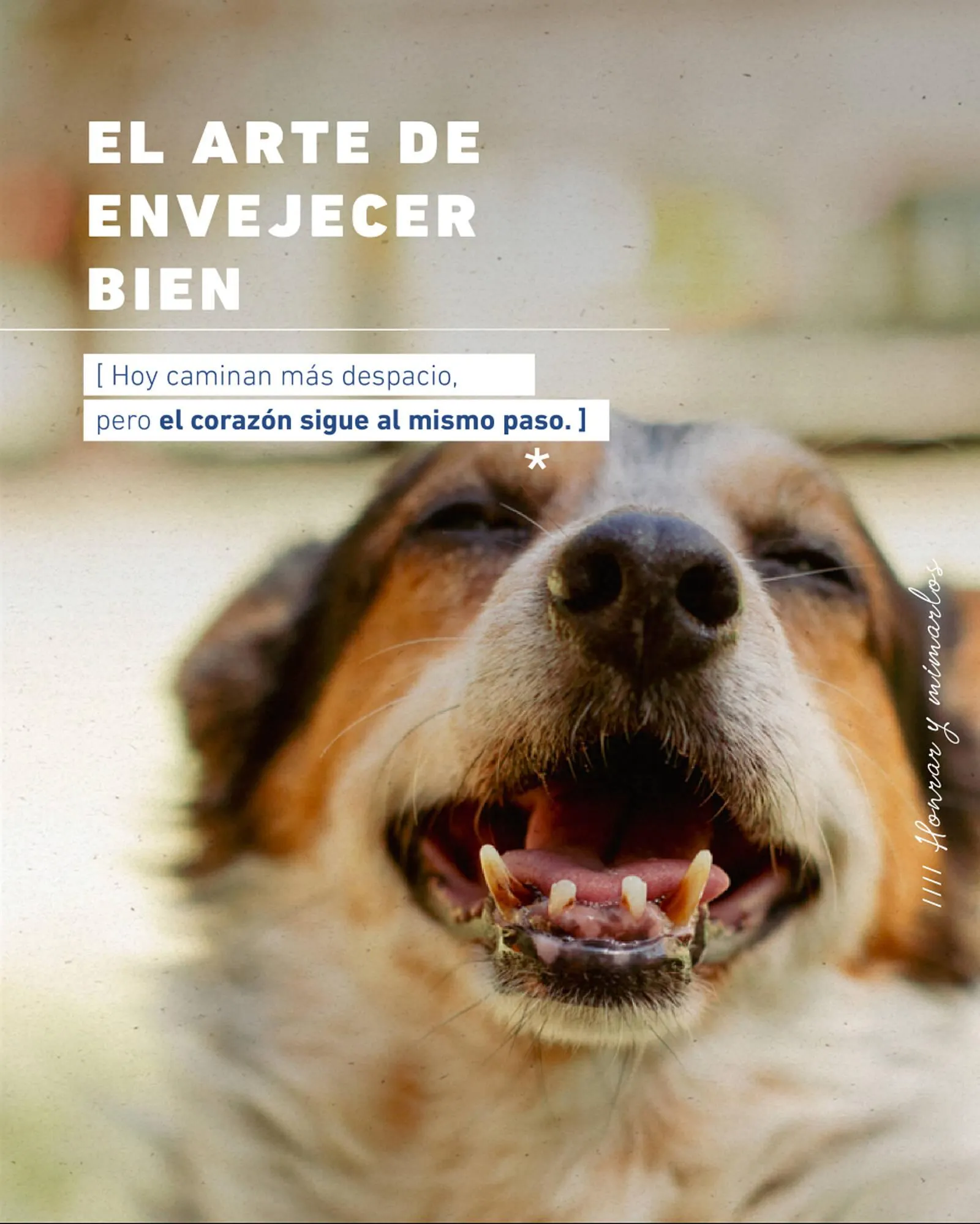 Catálogo Puppis - 1