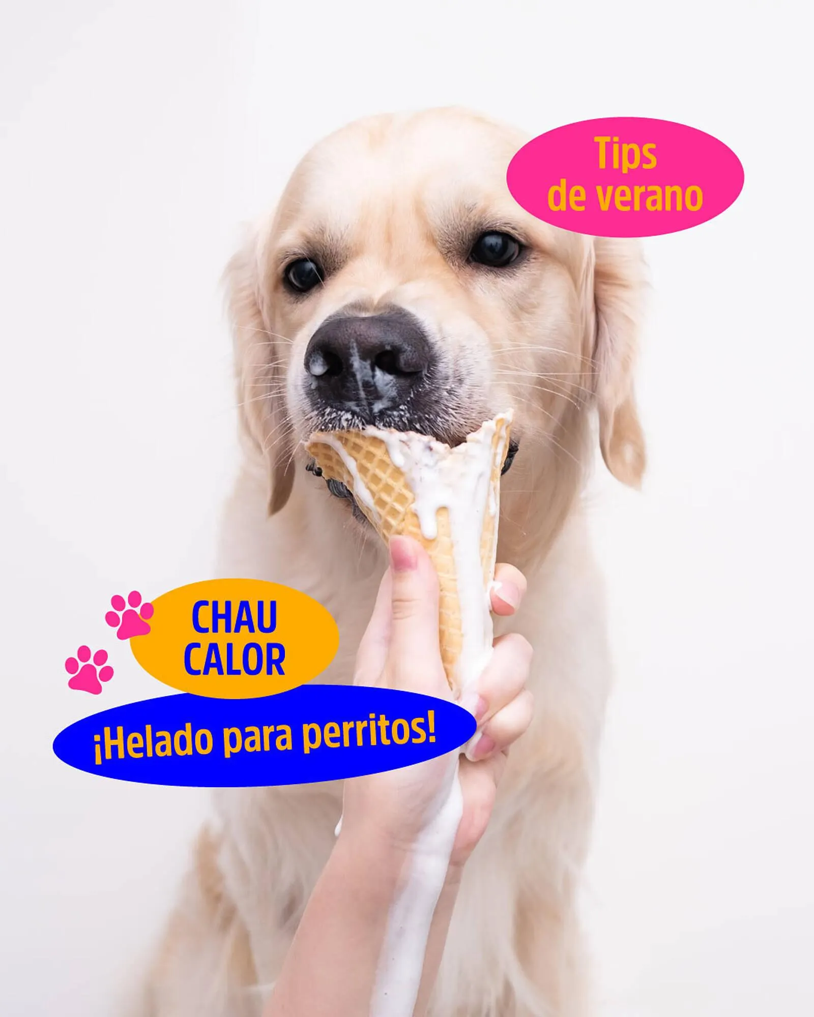 Catálogo Casper Pet Store - 1