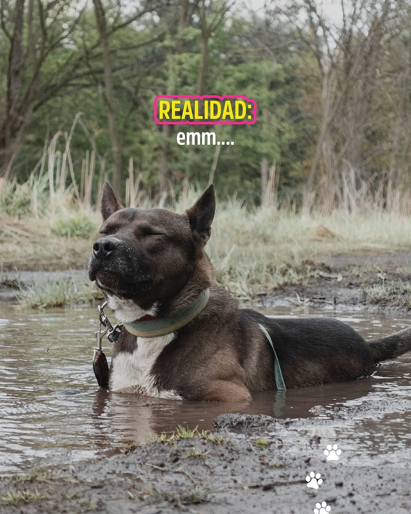 Ofertas de Catálogo Casper Pet Store 8 de enero al 14 de enero 2025 - Página 2 del catálogo