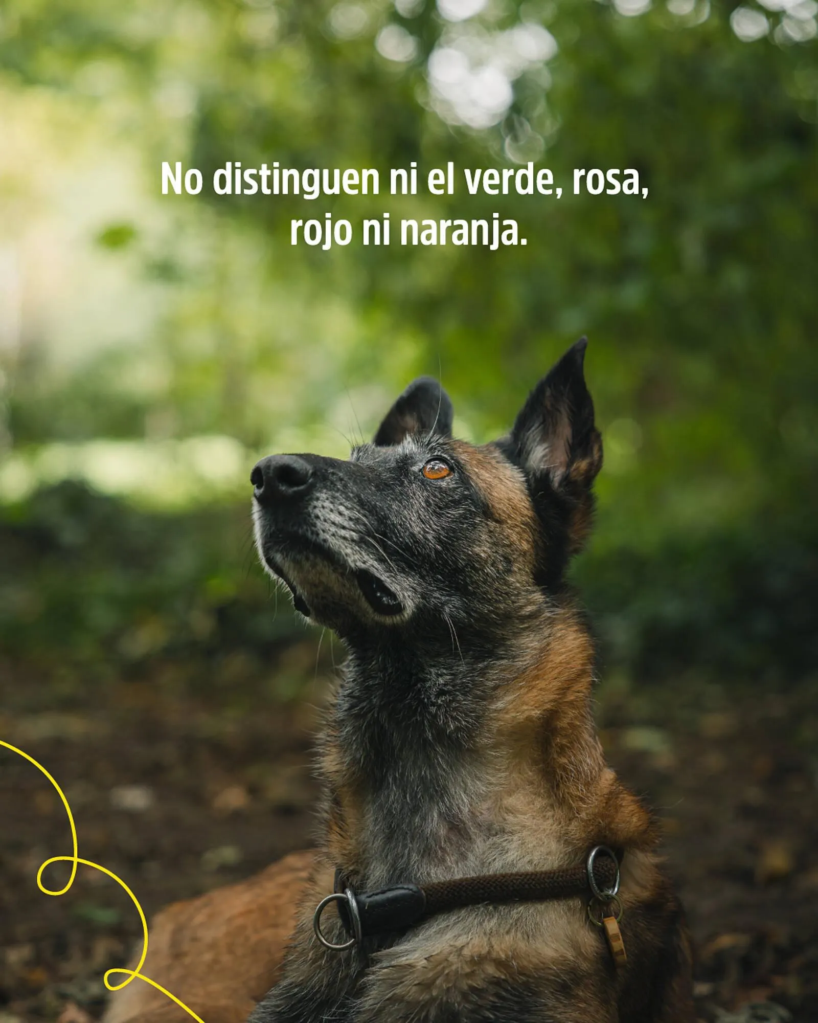 Ofertas de Catálogo Casper Pet Store 22 de junio al 26 de junio 2025 - Página 3 del catálogo