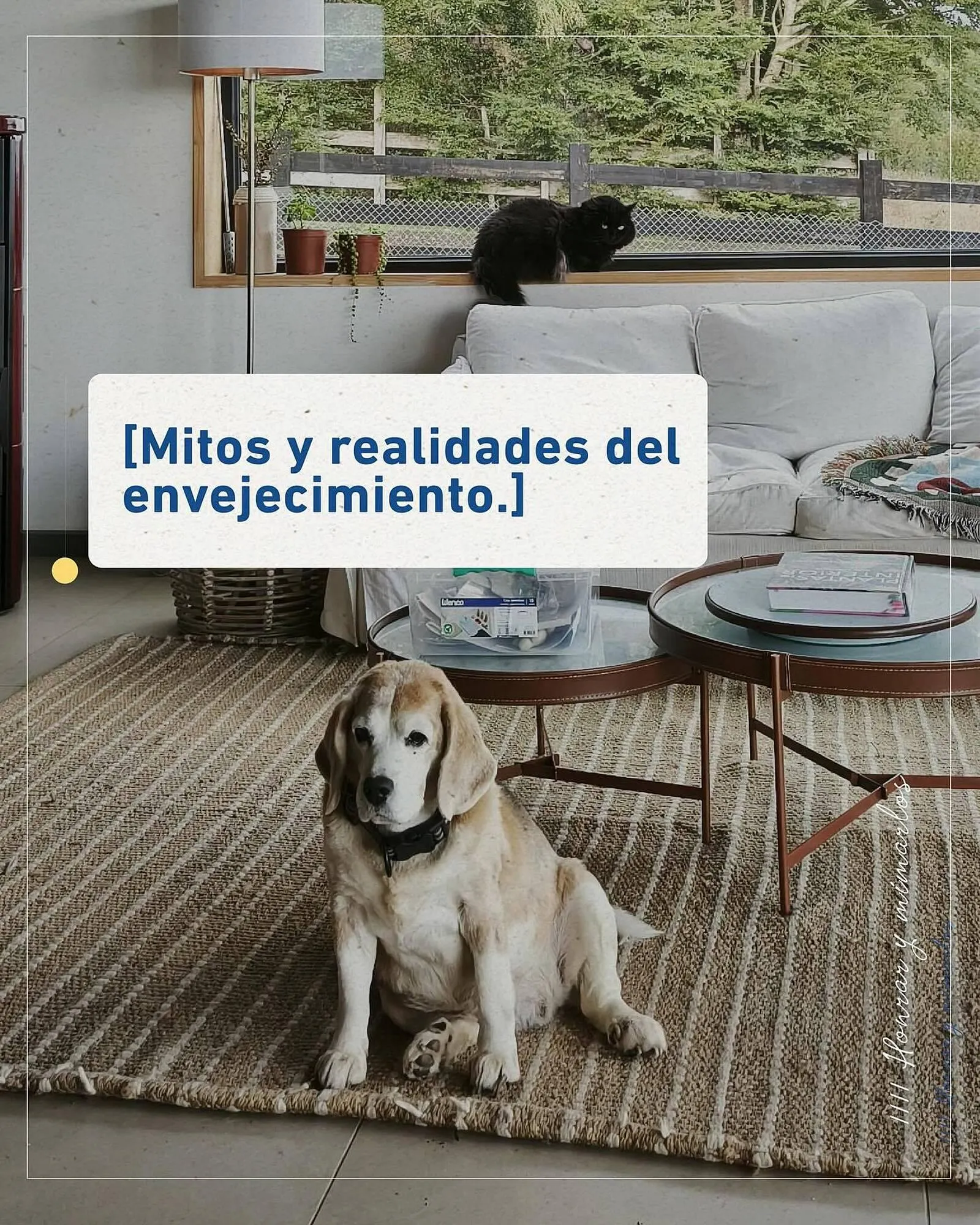 Catálogo Puppis - 1