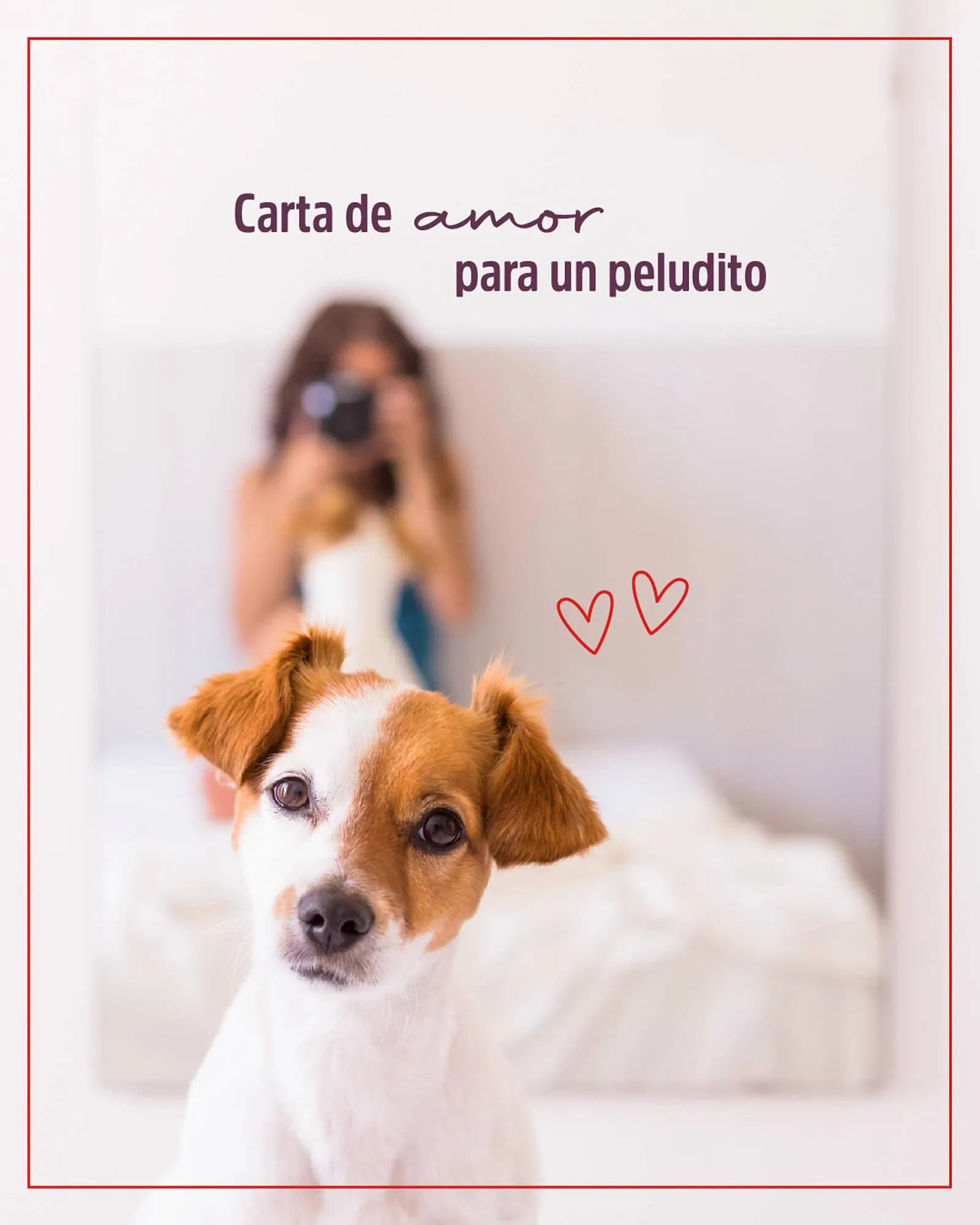 Catálogo Casper Pet Store - 1