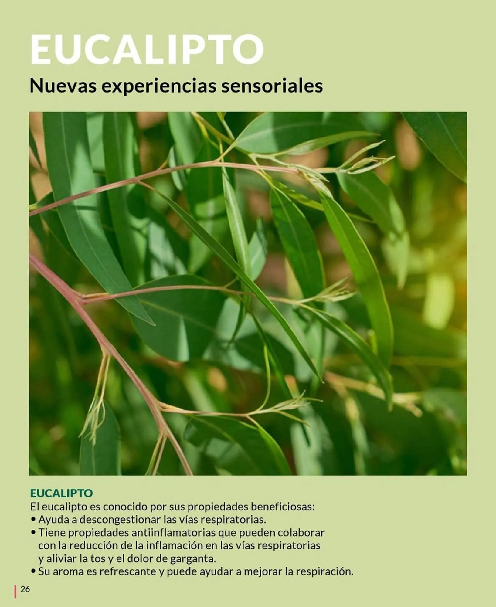 Ofertas de Catálogo Bagués 5 de abril al 30 de abril 2025 - Página 26 del catálogo