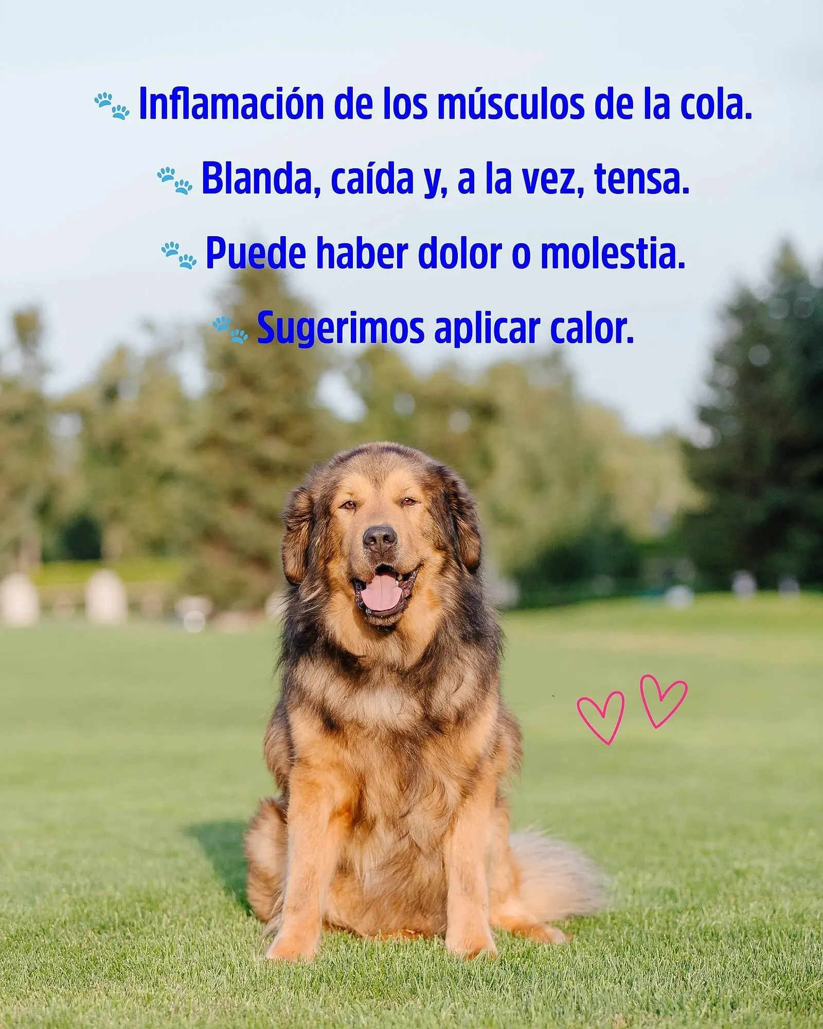 Ofertas de Catálogo Casper Pet Store 8 de mayo al 12 de mayo 2025 - Página 2 del catálogo