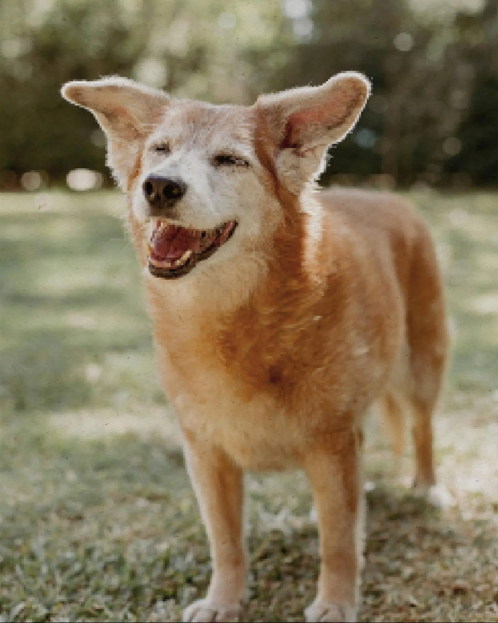 Ofertas de Catálogo Puppis 19 de junio al 30 de junio 2025 - Página 2 del catálogo