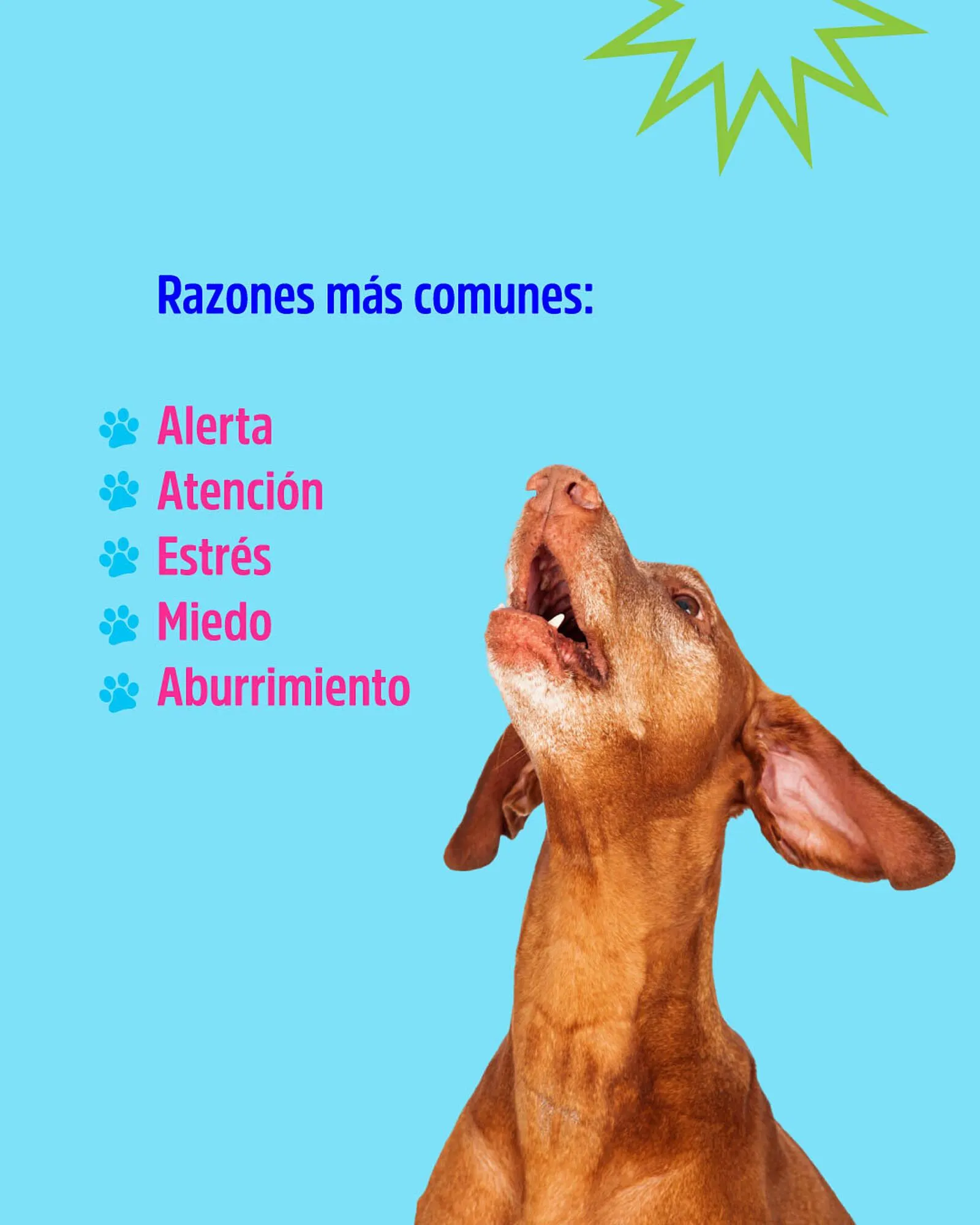 Ofertas de Catálogo Casper Pet Store 14 de enero al 20 de enero 2025 - Página 2 del catálogo