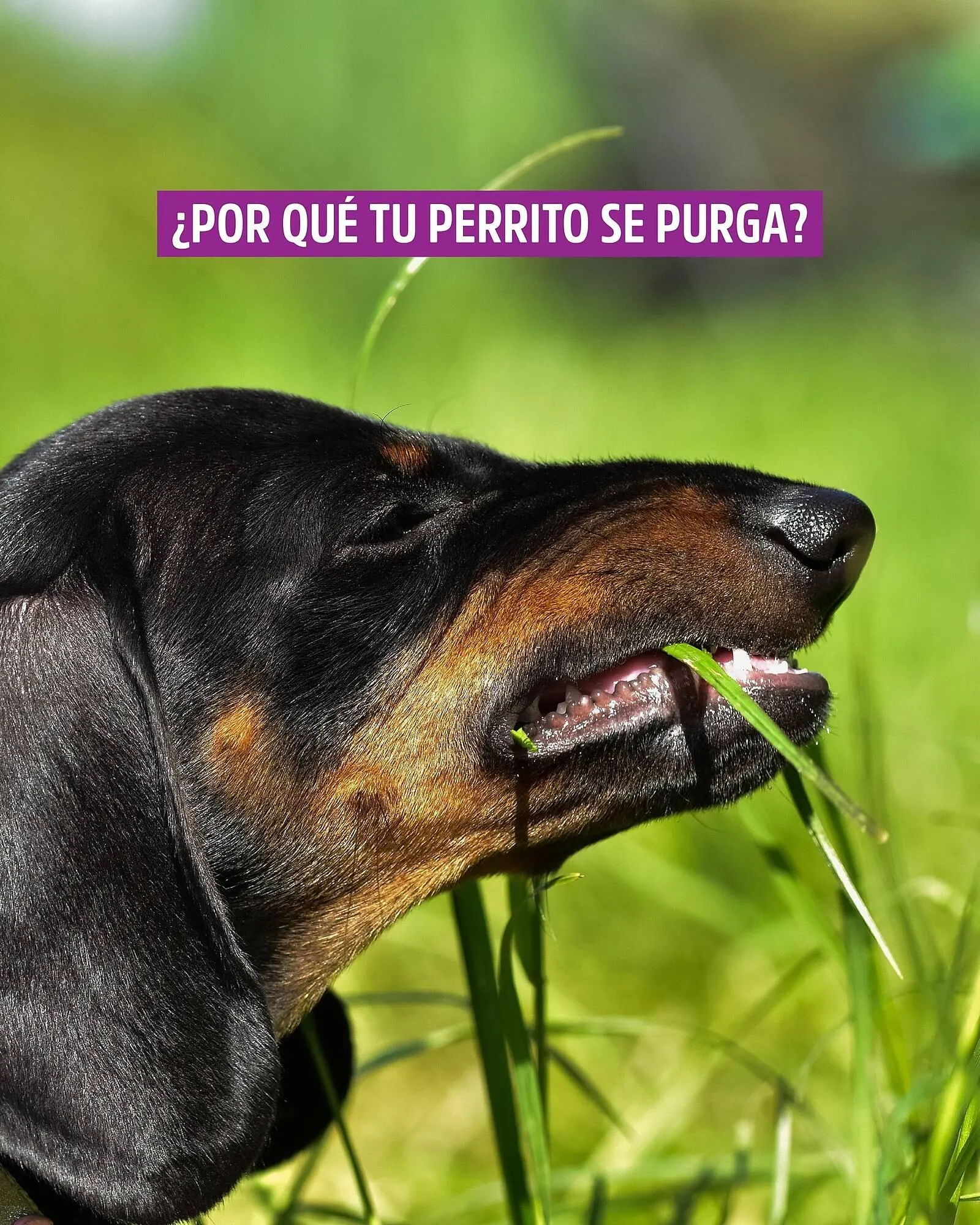 Ofertas de Catálogo Casper Pet Store 21 de mayo al 24 de mayo 2025 - Página 1 del catálogo