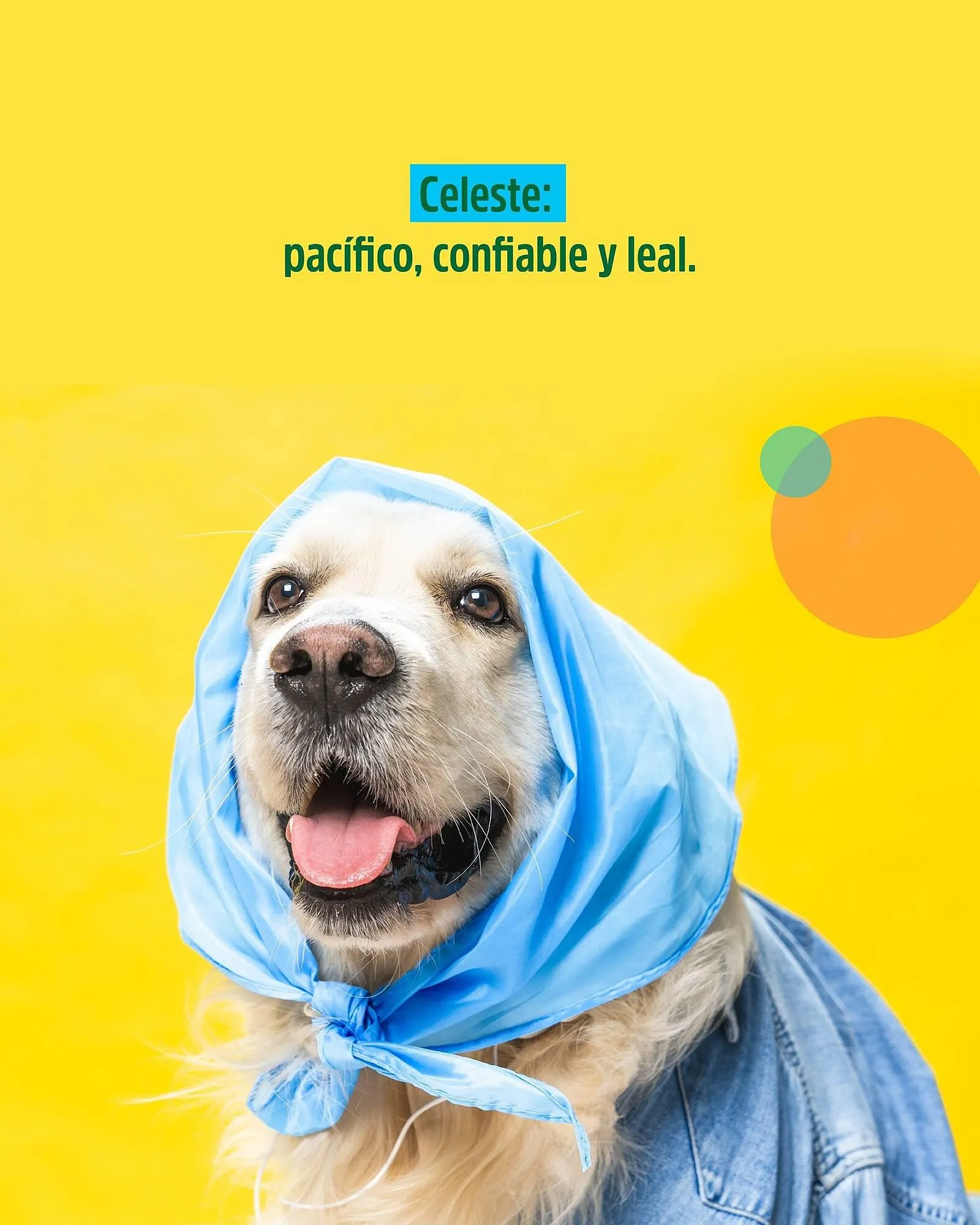 Ofertas de Catálogo Casper Pet Store 3 de abril al 5 de abril 2024 - Página 2 del catálogo