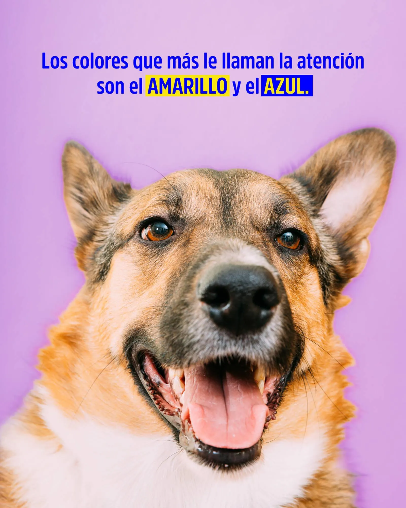 Ofertas de Catálogo Casper Pet Store 22 de junio al 26 de junio 2025 - Página 2 del catálogo