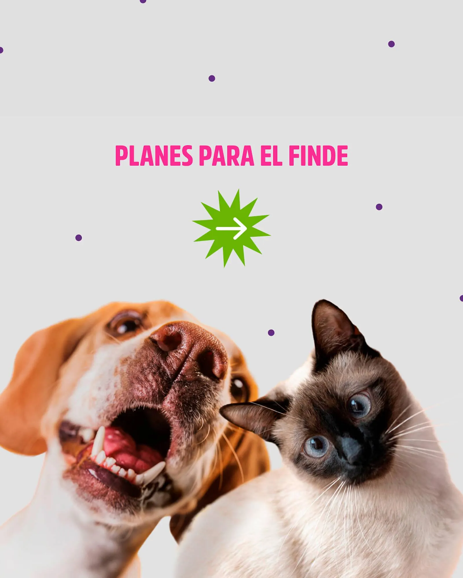 Ofertas de Catálogo Casper Pet Store 30 de marzo al 1 de abril 2024 - Página del catálogo