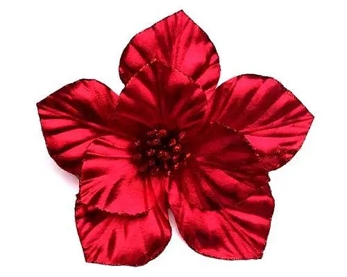 Poinsettia Flor brillante Cotidiana