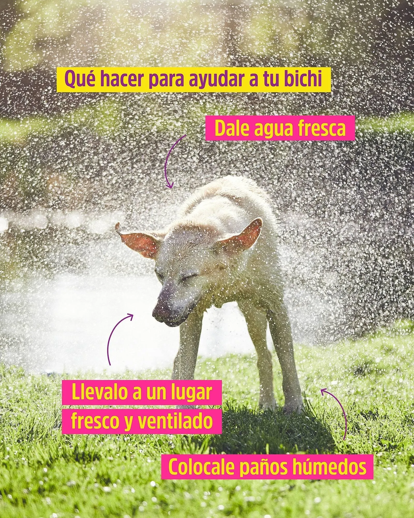 Ofertas de Catálogo Casper Pet Store 9 de enero al 15 de enero 2025 - Página 3 del catálogo