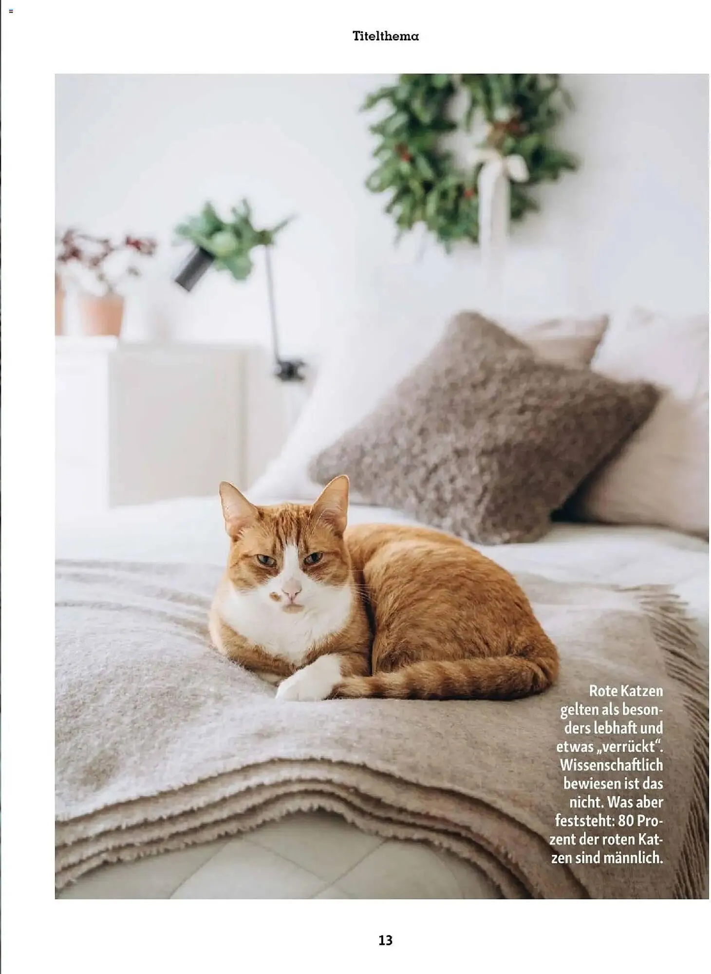 Fressnapf Flugblatt von 1. November bis 31. Dezember 2025 - Flugblätt seite  13