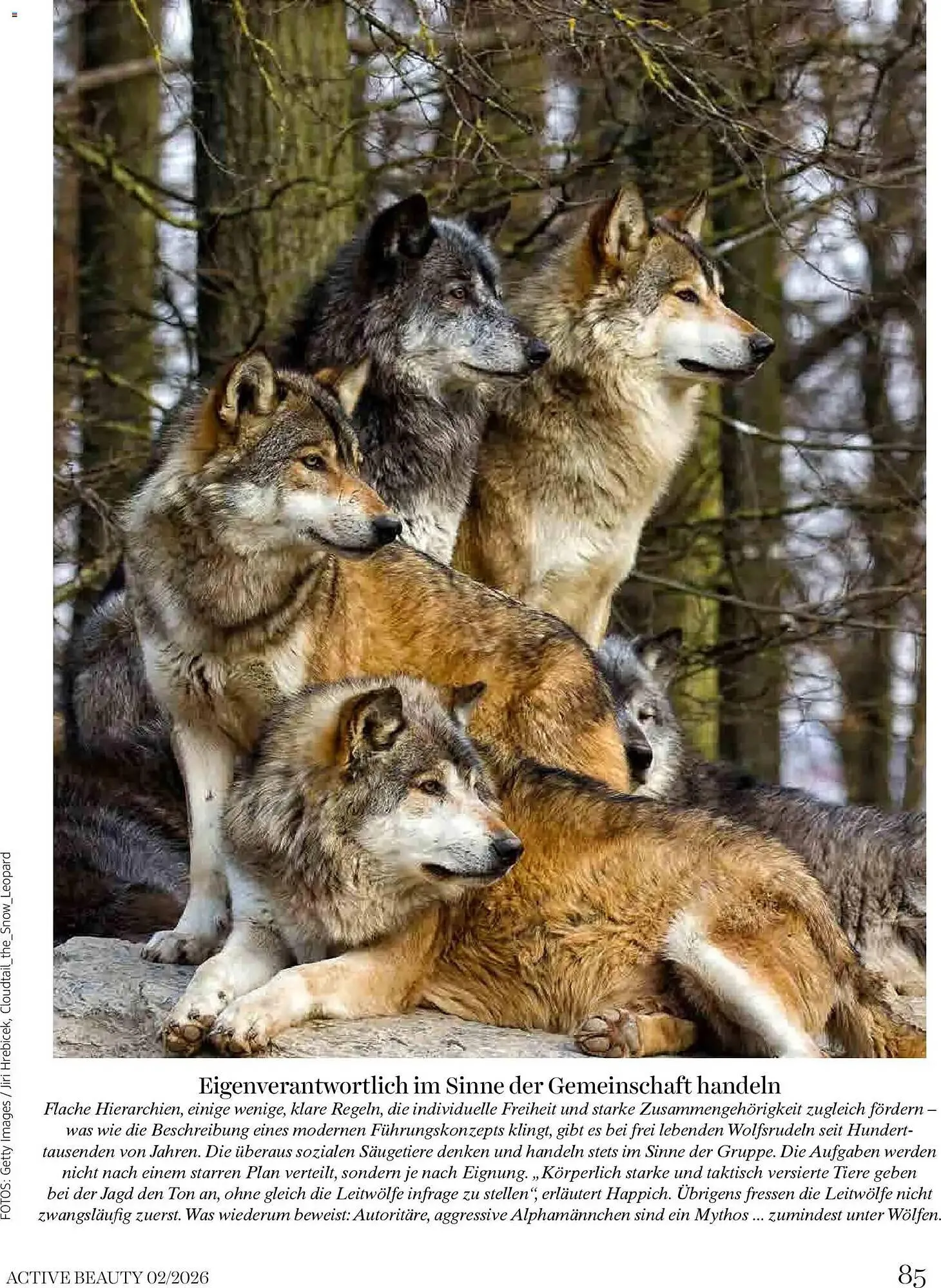 Dm Flugblatt von 1. Februar bis 28. Februar 2026 - Flugblätt seite 85