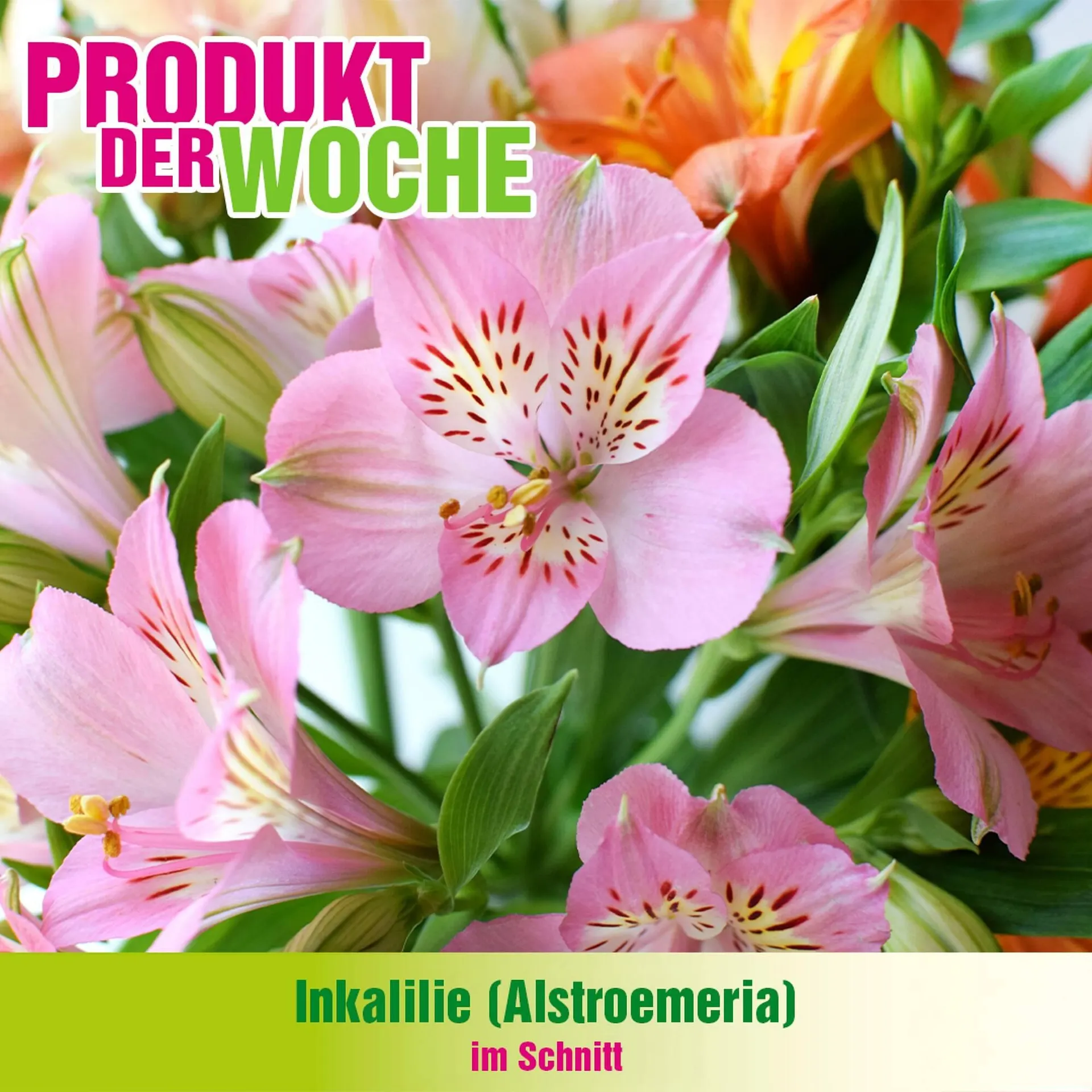 Blumen B&B Flugblatt von 13. Jänner bis 26. Jänner 2026 - Flugblätt seite  6