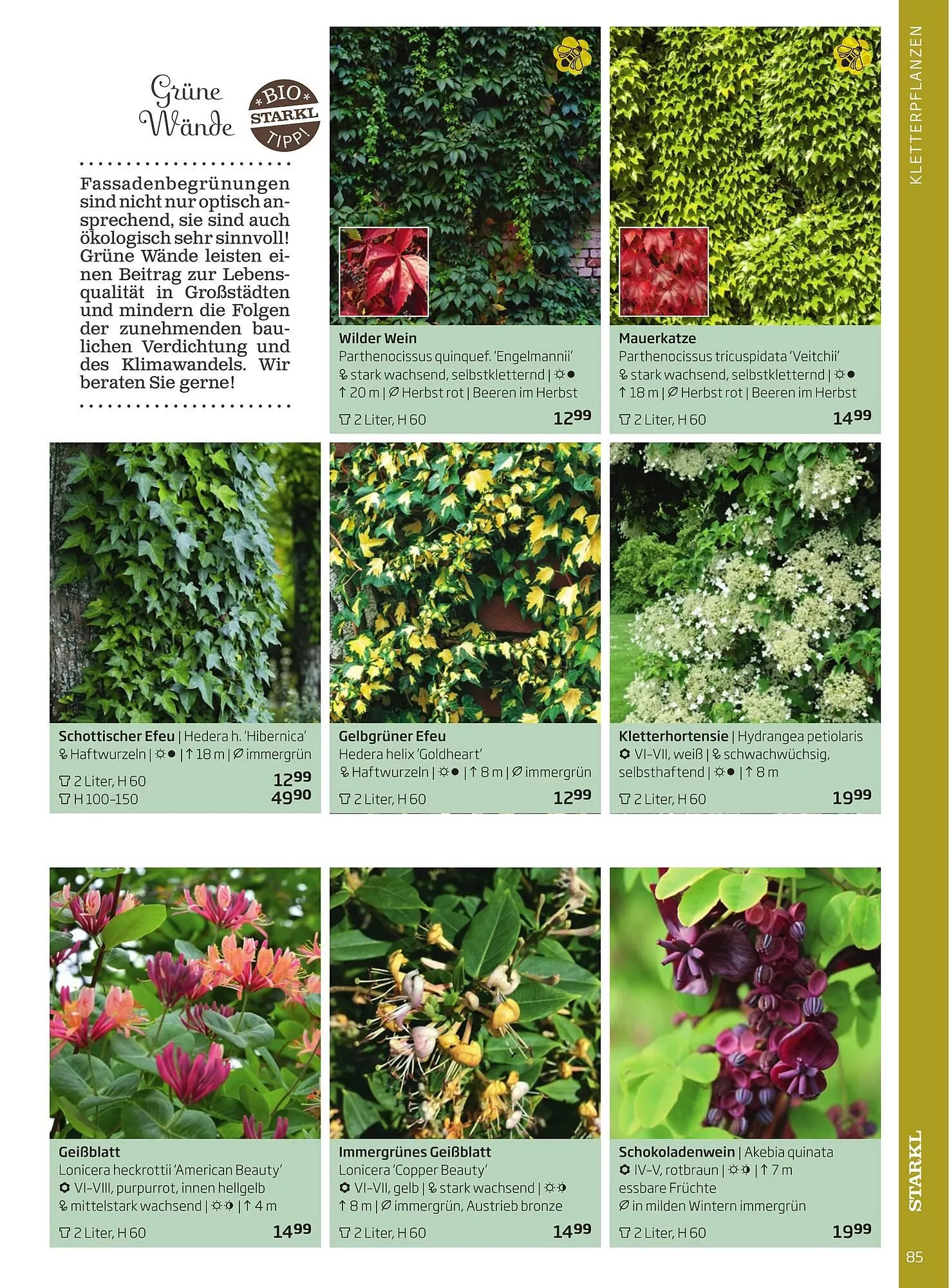 Starkl Flugblatt von 1. Jänner bis 31. Dezember 2023 - Flugblätt seite  85