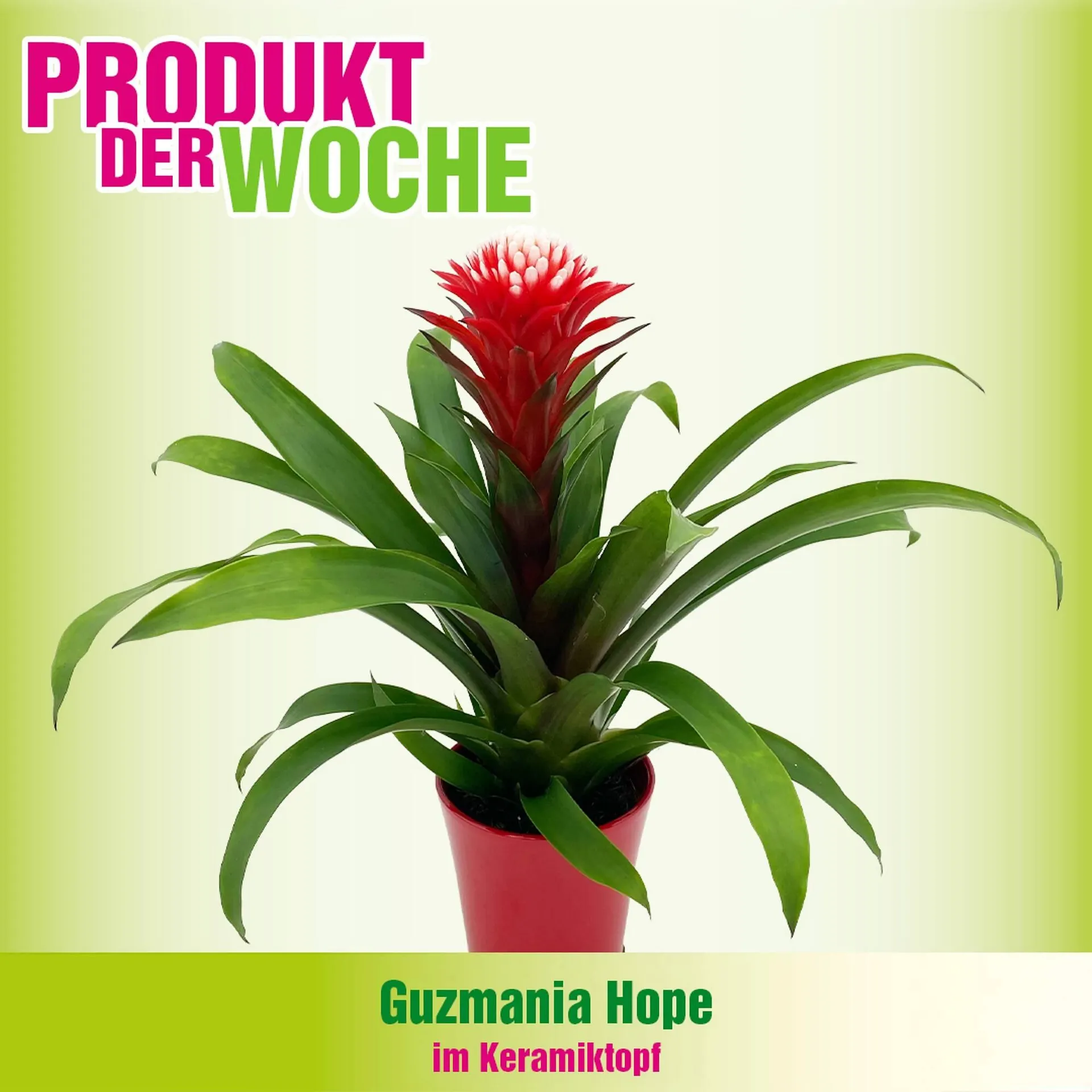 Blumen B&B Flugblatt von 18. Februar bis 3. März 2026 - Flugblätt seite  6