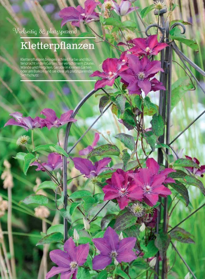 Gartencenter Jahreskatalog 2024 von 20. Mai bis 31. Dezember 2024 - Flugblätt seite  82