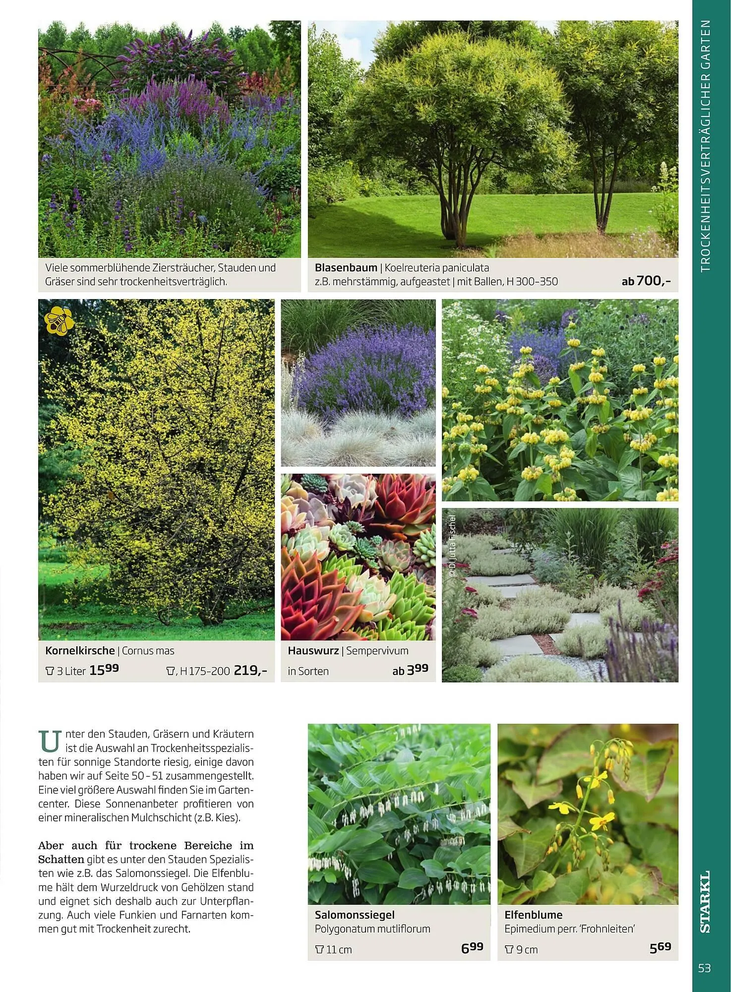 Starkl Flugblatt von 1. Jänner bis 31. Dezember 2023 - Flugblätt seite  53