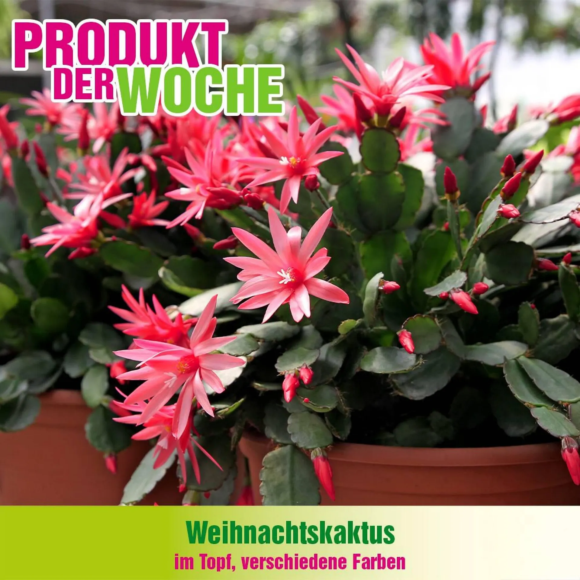 Blumen B&B Flugblatt von 3. Dezember bis 9. Dezember 2025 - Flugblätt seite  5