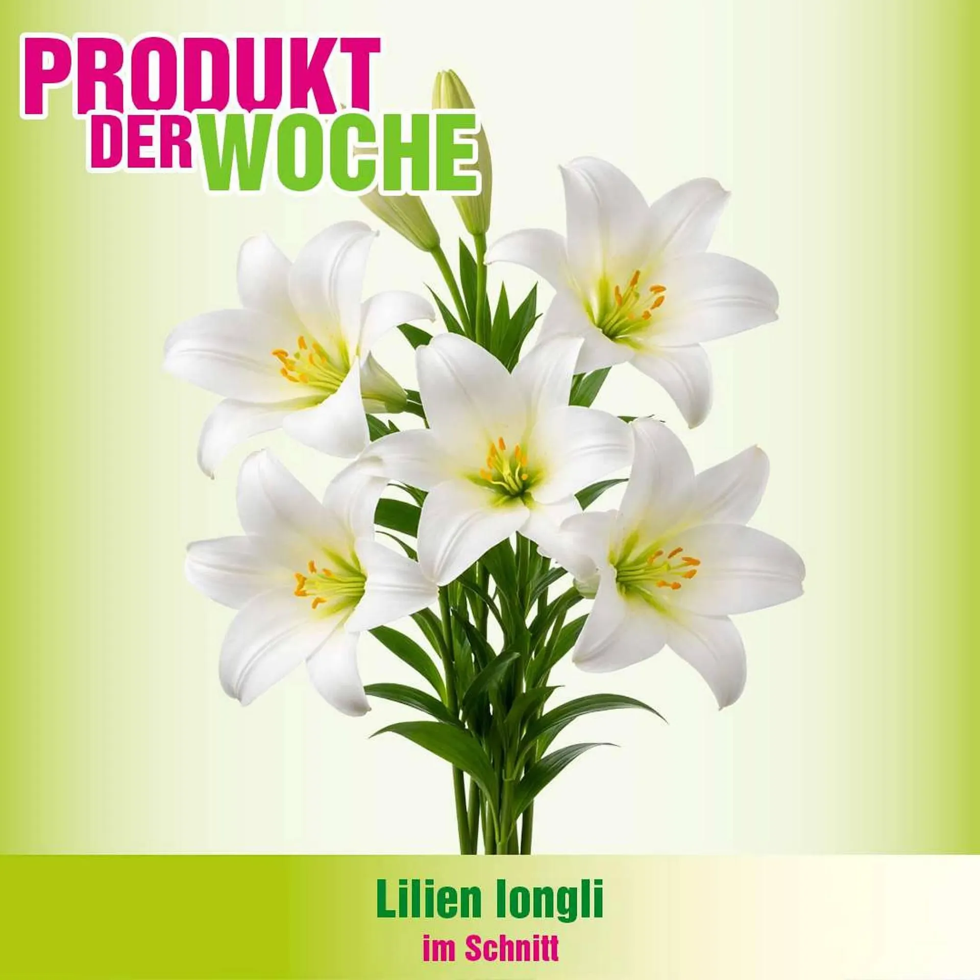 Blumen B&B Flugblatt von 7. April bis 20. April 2026 - Flugblätt seite  6