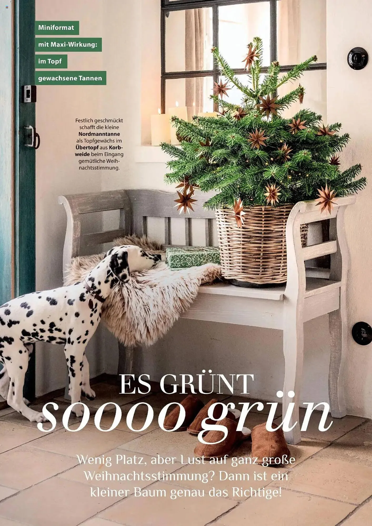 Dehner Flugblatt von 10. Oktober bis 31. Dezember 2025 - Flugblätt seite  62