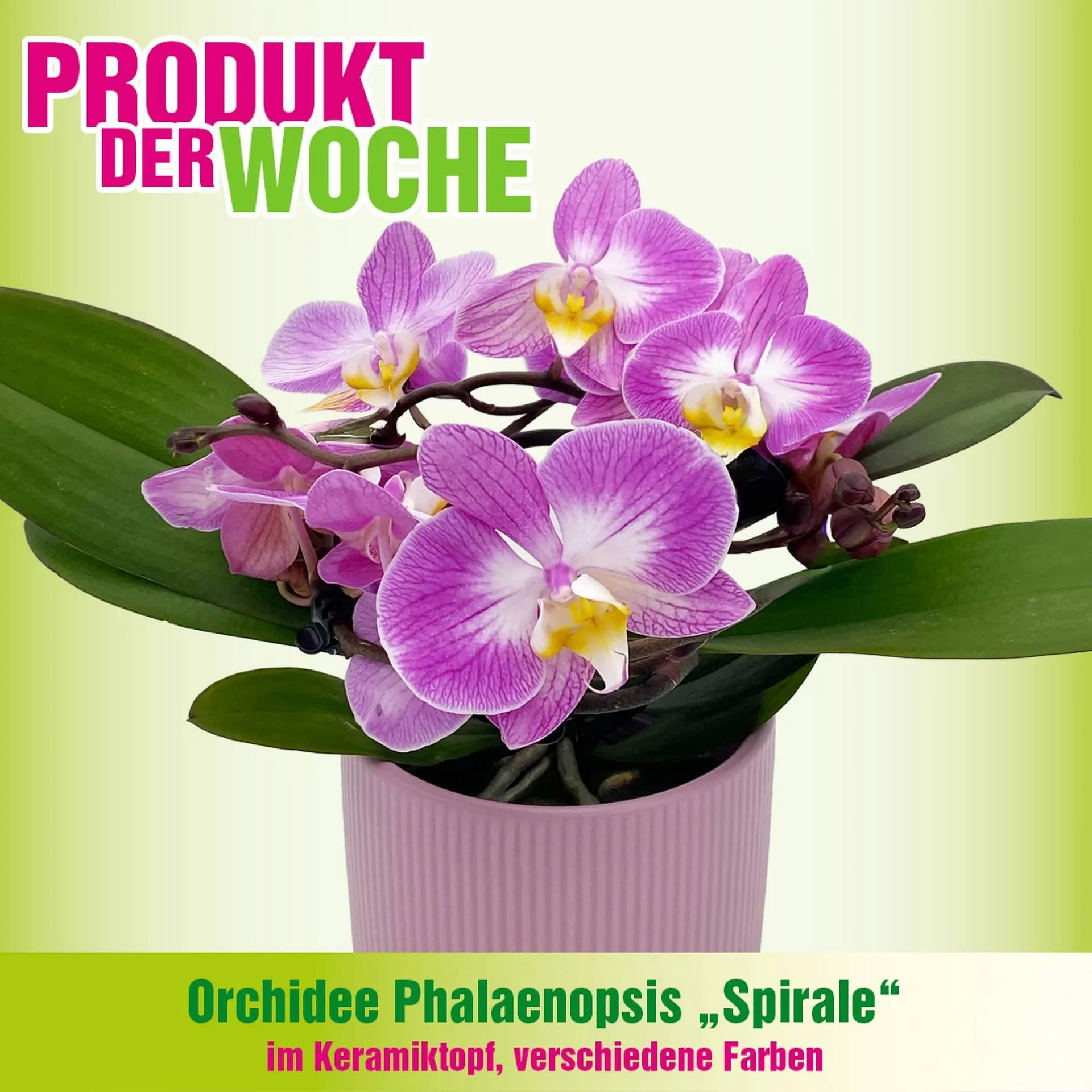 Blumen B&B Flugblatt von 27. Jänner bis 2. Februar 2026 - Flugblätt seite  2