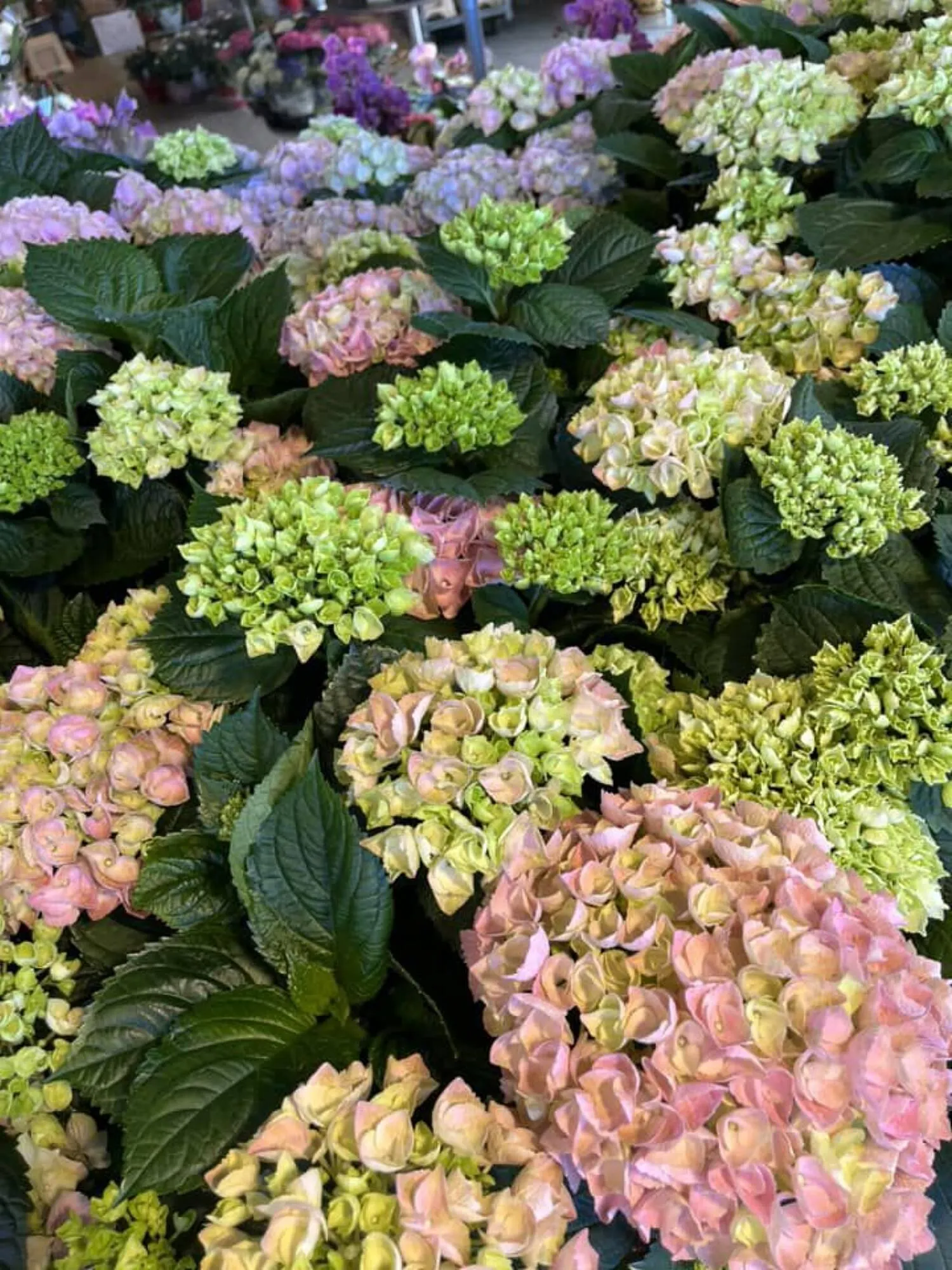 Blumen B&B Flugblatt von 24. Mai bis 13. Juni 2024 - Flugblätt seite 7