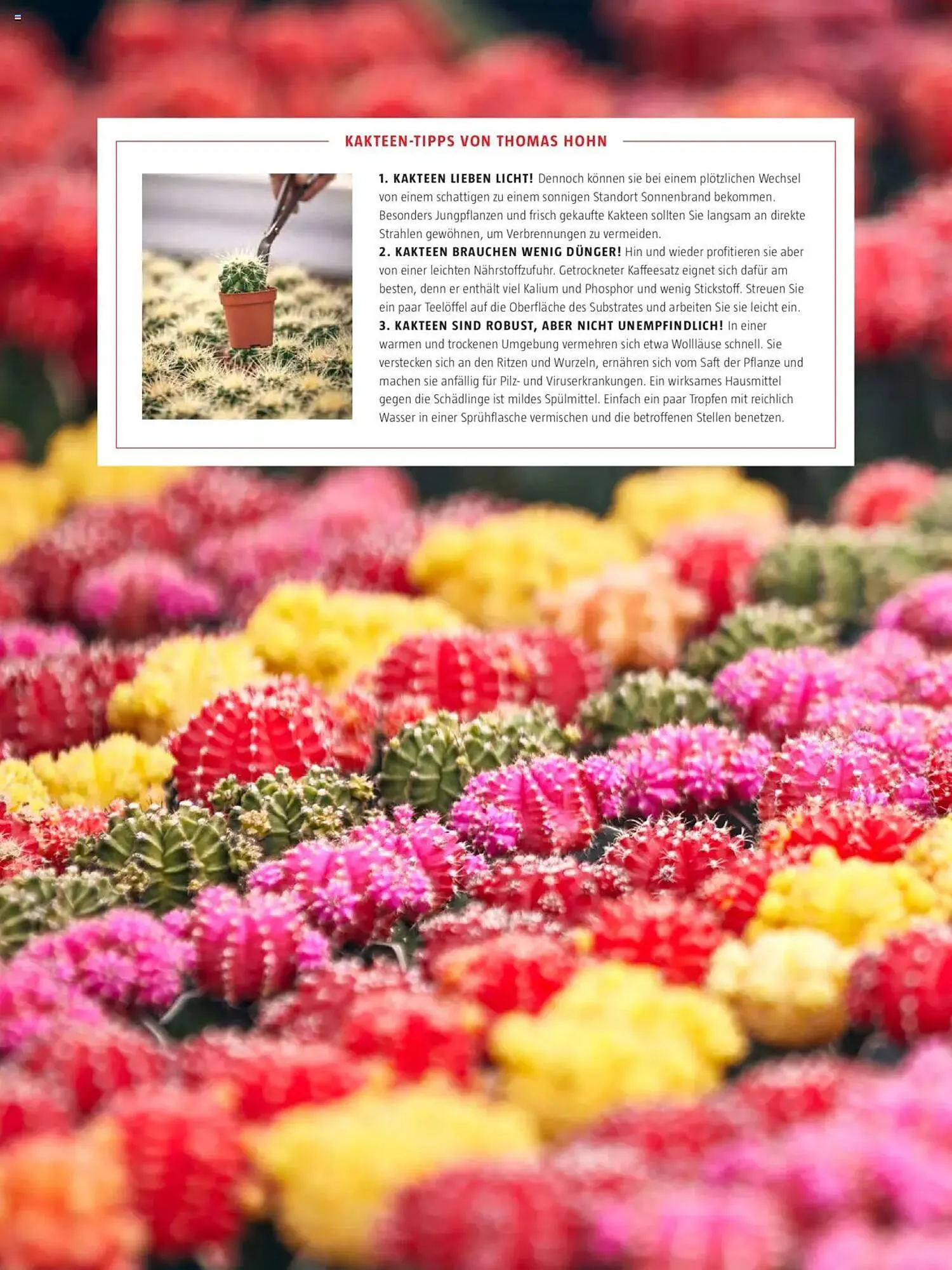 Bauhaus Flugblatt von 1. Oktober bis 31. März 2026 - Flugblätt seite  31