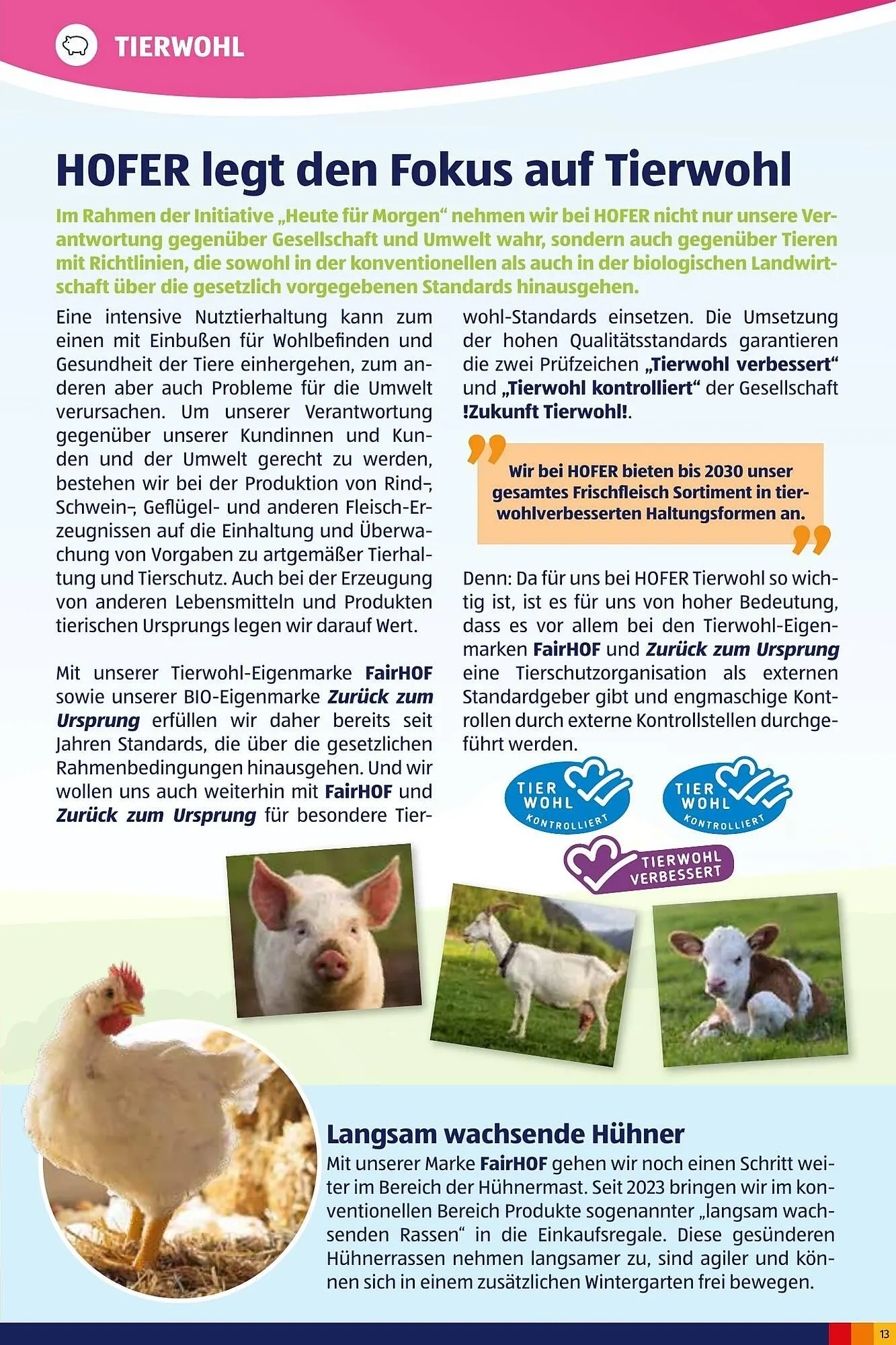 Hofer Flugblatt von 2. Oktober bis 4. März 2026 - Flugblätt seite  13