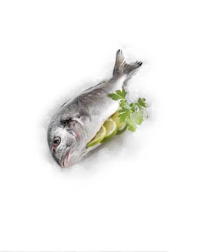 Goldbrasse ausgenommen mit Kopf ASC frisch gekühlt