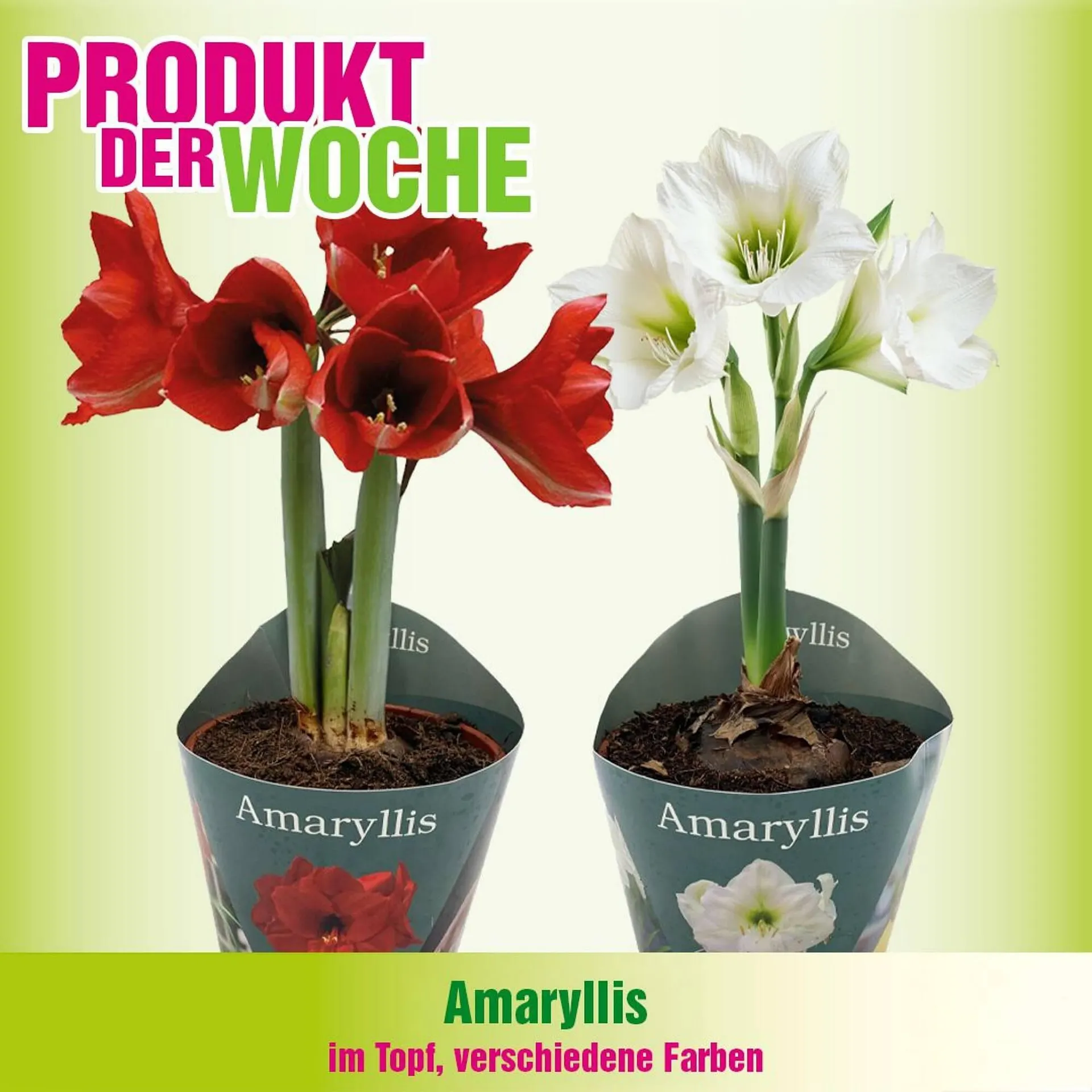 Blumen B&B Flugblatt von 28. Oktober bis 3. November 2025 - Flugblätt seite 7