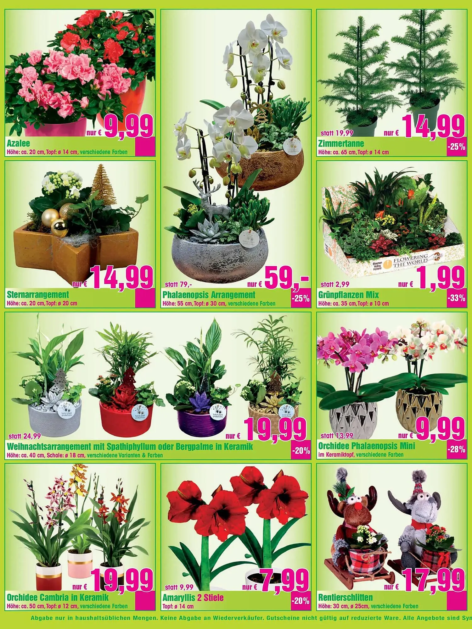 Blumen B&B Flugblatt von 14. November bis 25. November 2025 - Flugblätt seite 5