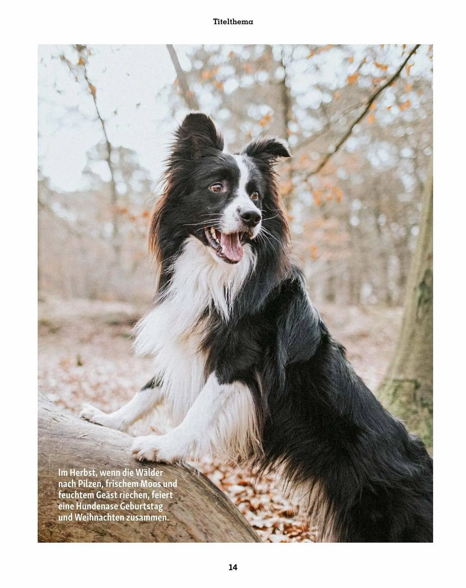 Fressnapf Flugblatt von 30. August bis 31. Oktober 2023 - Flugblätt seite 14