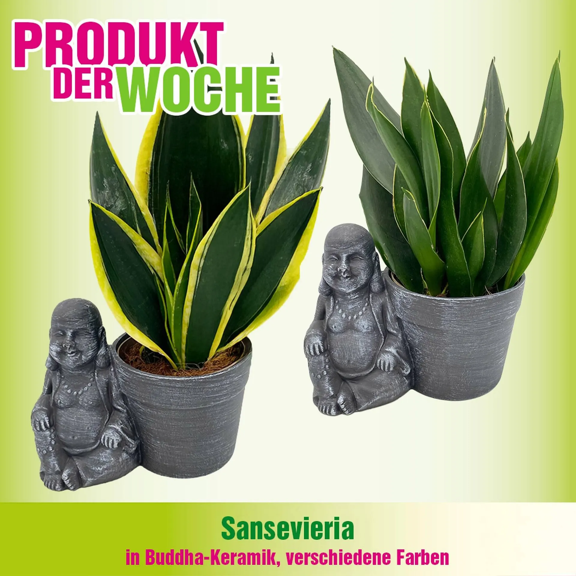 Blumen B&B Flugblatt von 3. Februar bis 9. Februar 2026 - Flugblätt seite  2